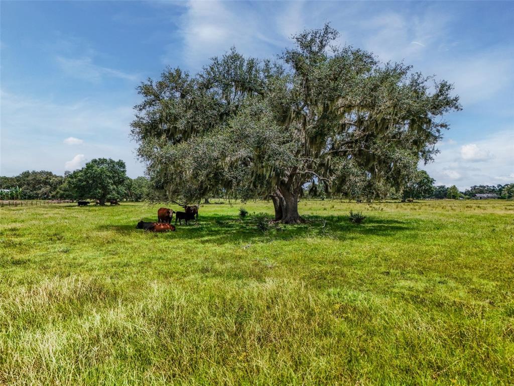 Myakka City, Florida, 34251, United States, ,Land,For Sale,1908306