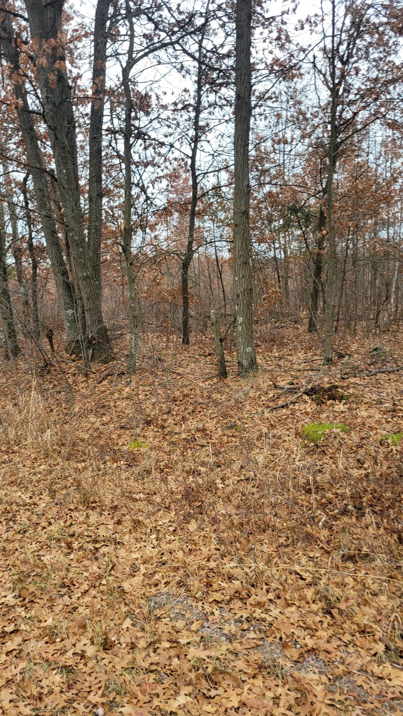 200 Acres Birch Lane, Nekoosa, Wisconsin, 54469, United States, ,Land,For Sale,200 Acres Birch Lane,1626792