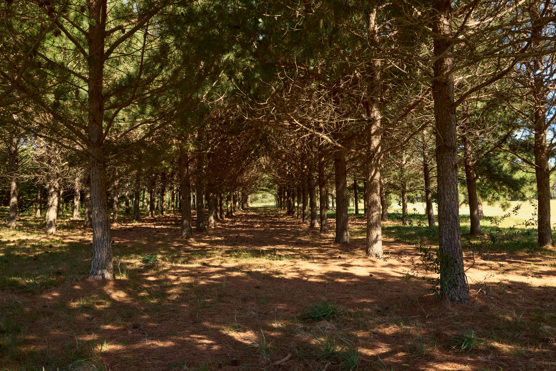  Agreste Punta Negra  Exclusive Country & Sea Club Lots with Ocean Views - 物件實景