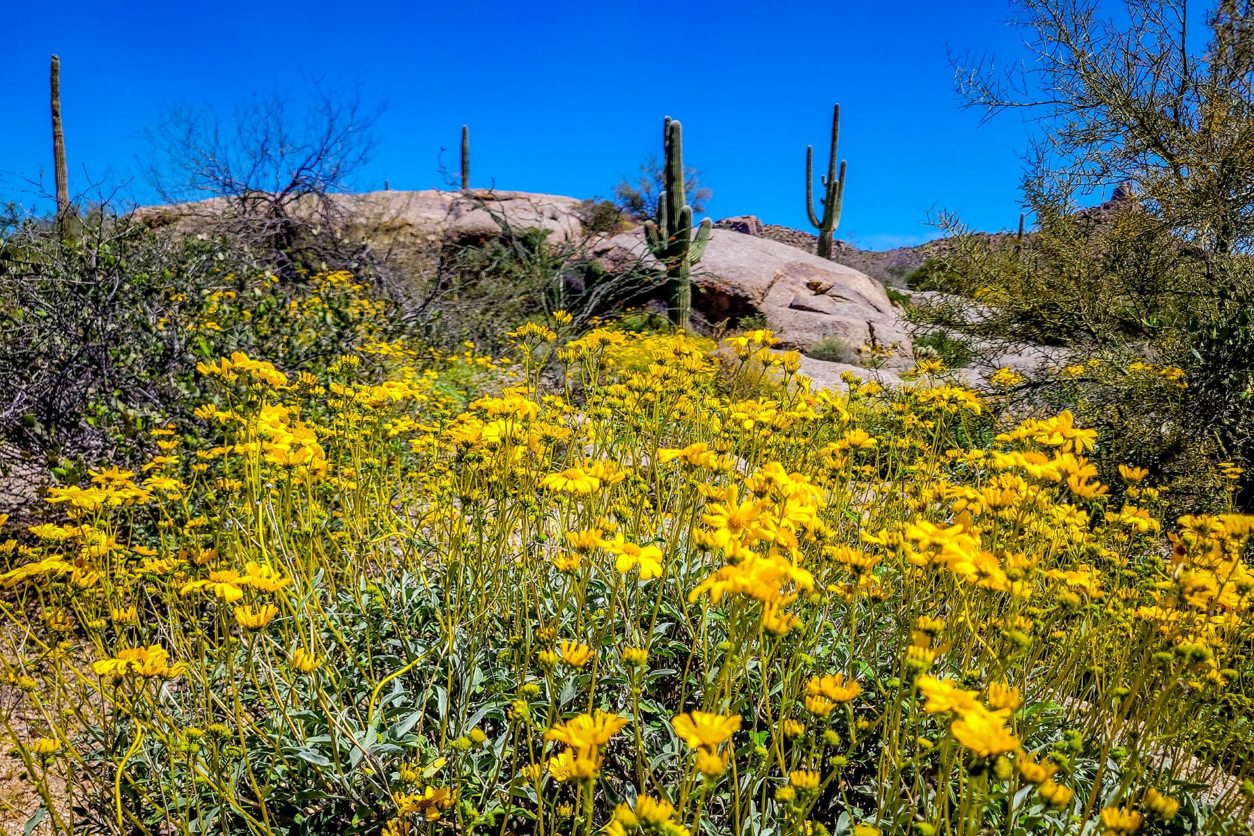  27777 N 95th Street  Scottsdale, AZ - 物件實景