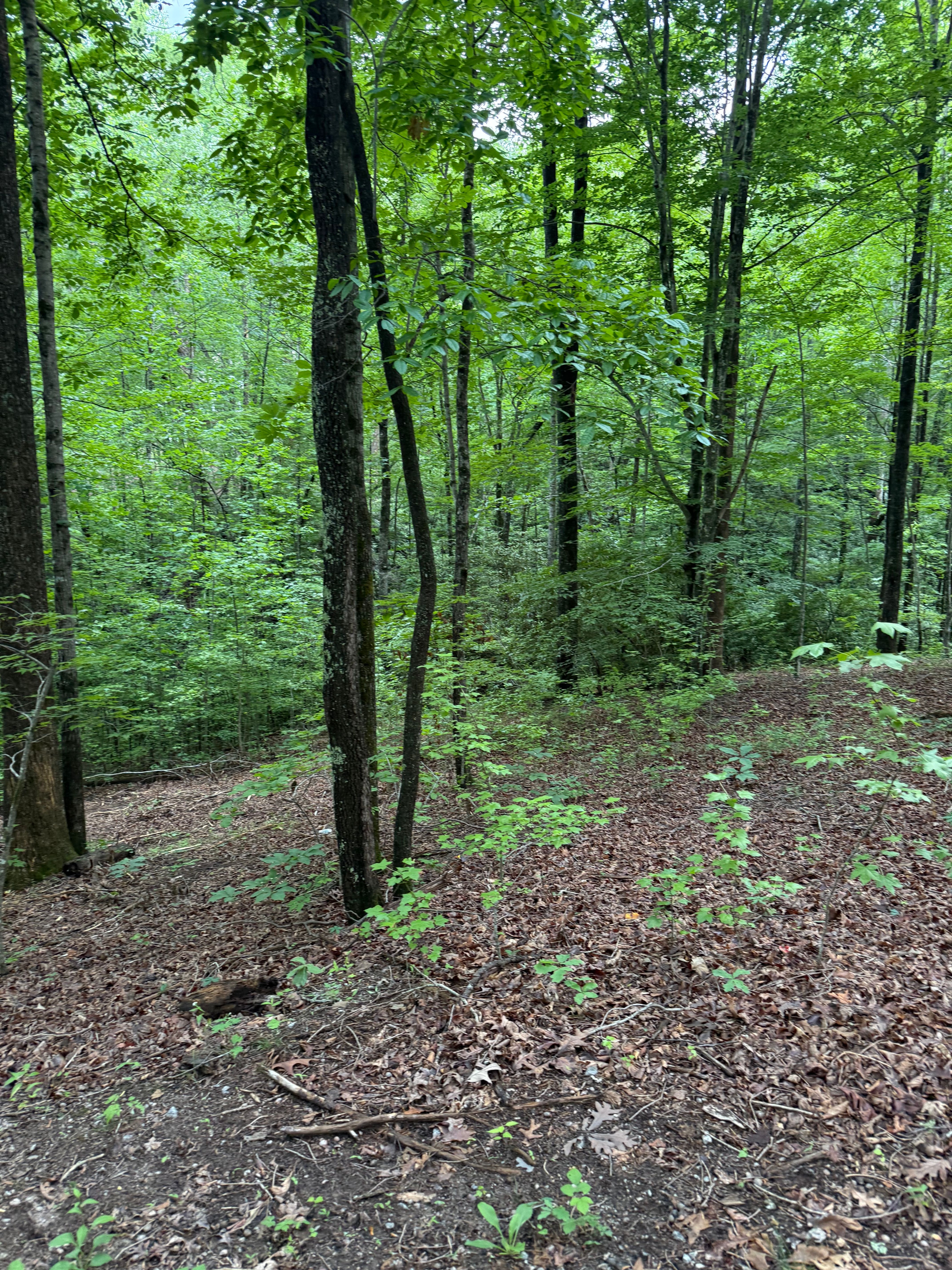  125 Cottage Side Trail, Travelers Rest, SC 29690 - 物件實景