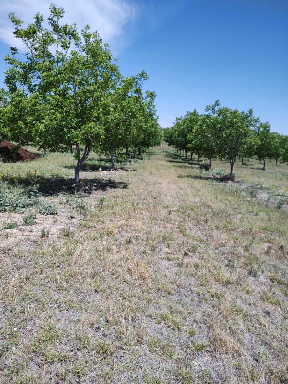 San Francisco de Conchos, Chihuahua, 33680, Mexico, 1 Bedroom Bedrooms, ,Residential,For Sale,1991228