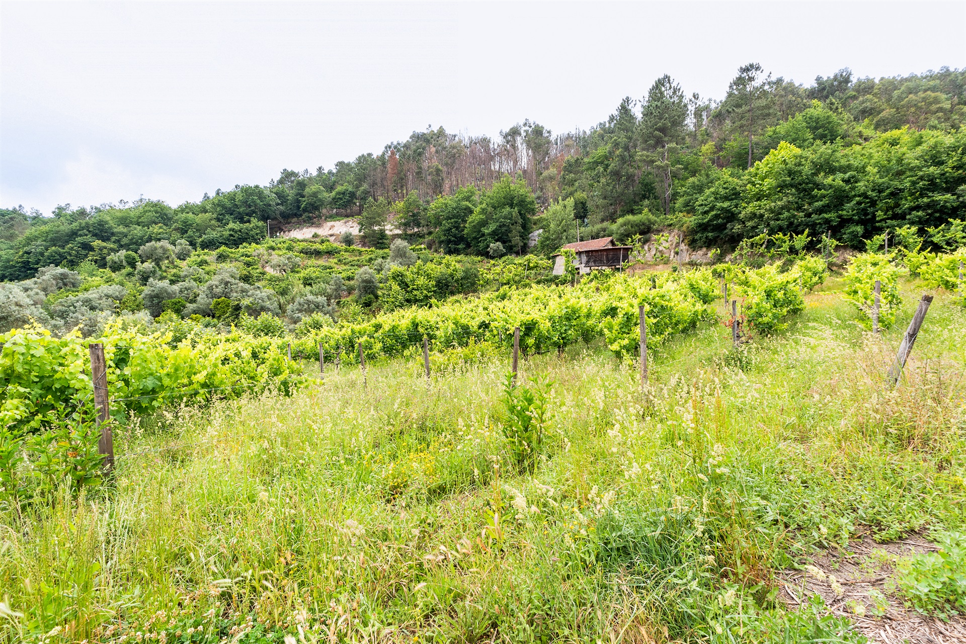  Farm, 3 bedrooms, for Sale - 物件實景