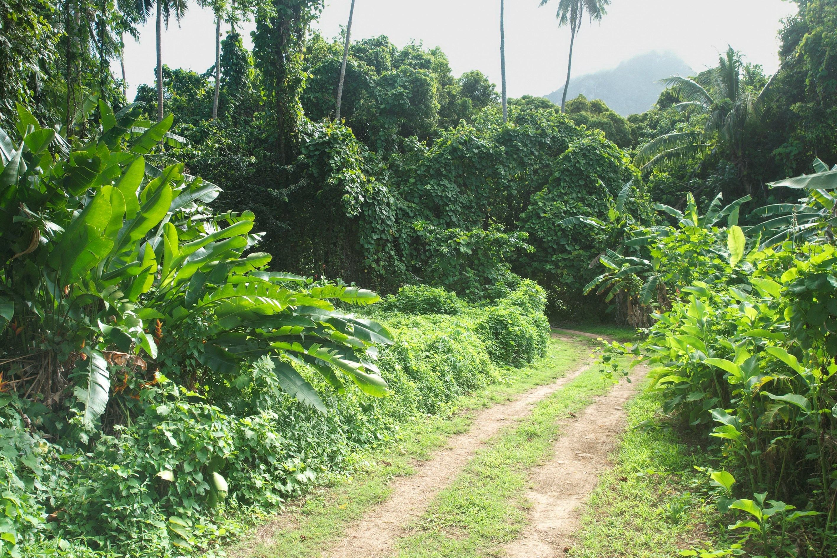  Moorea – Vaiare – Large plot near the dock - 物件實景