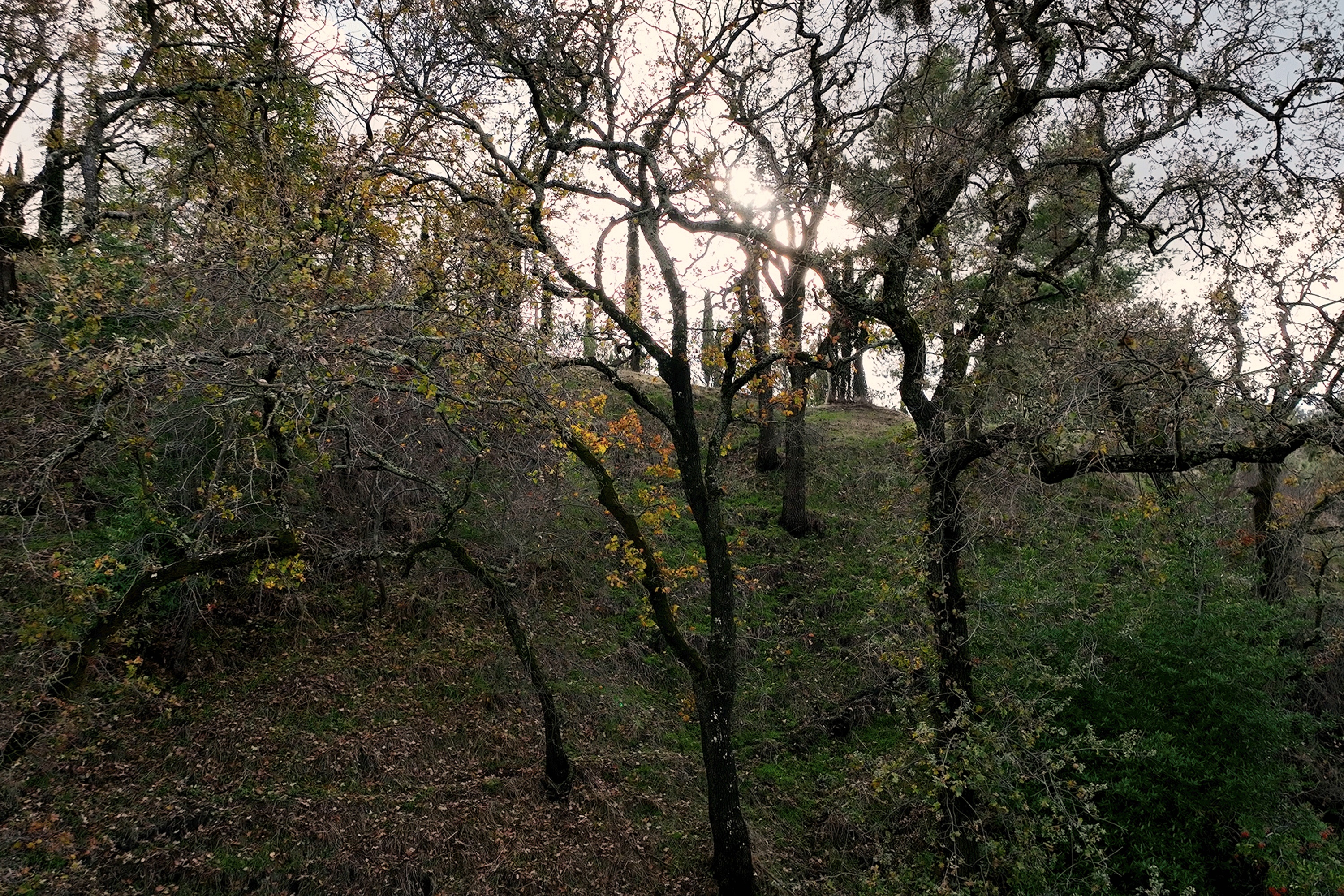  Build Your Dream Home on Nearly an Acre with Sweeping Walnut Creek Views - 物件實景