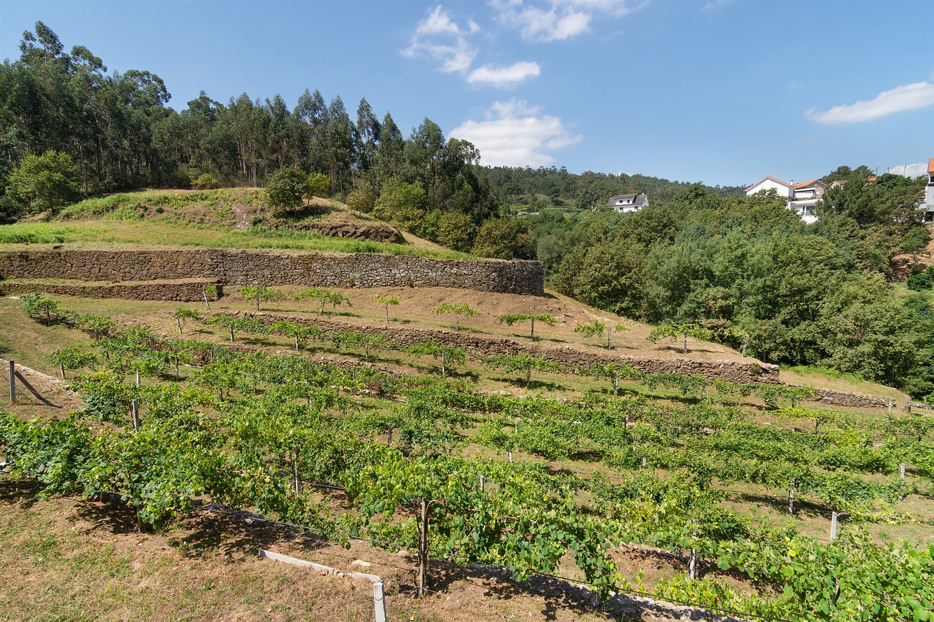  Farm, 5 bedrooms, for Sale - 物件實景