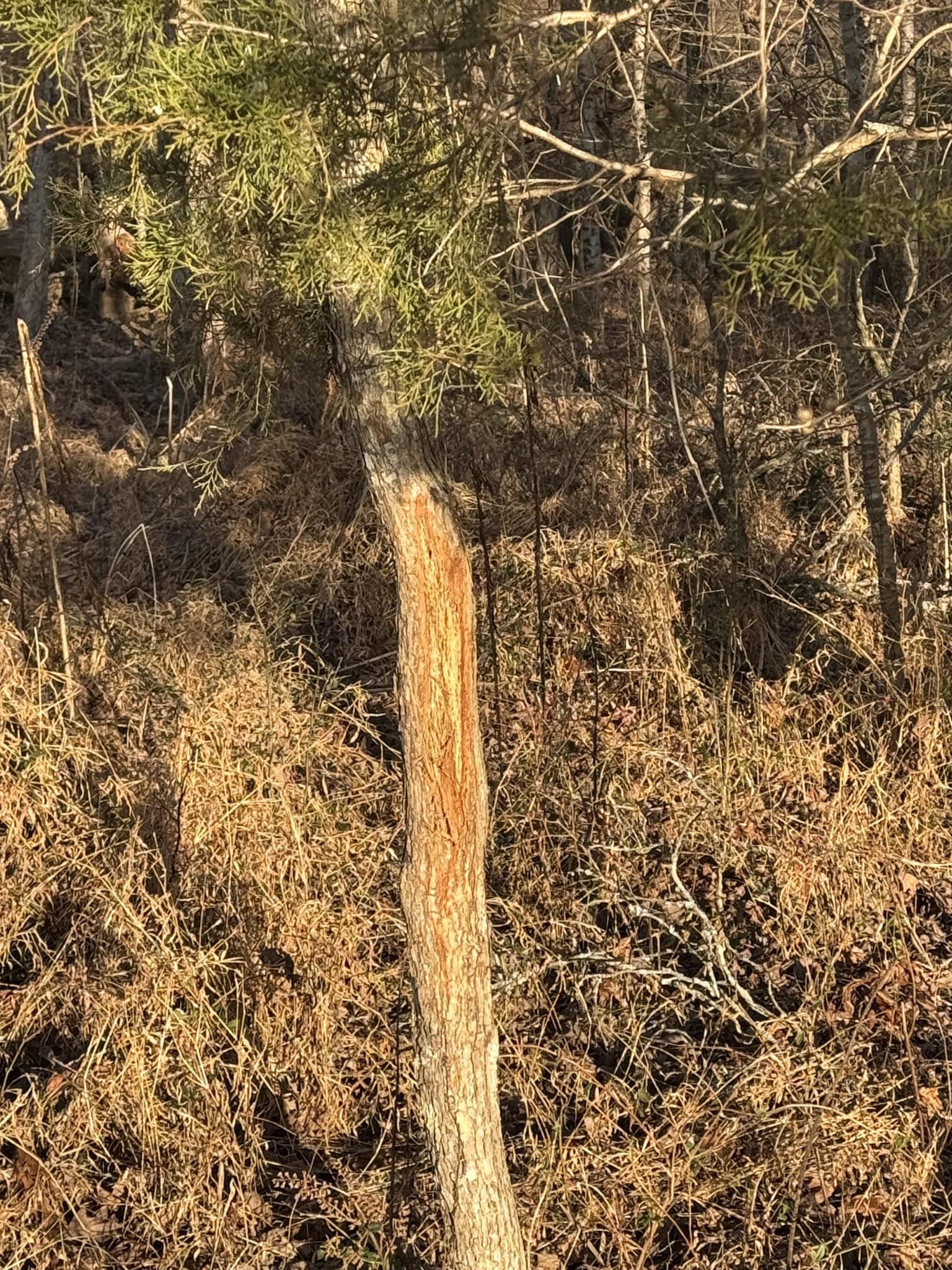  2340 Ridge Road, McEwen, TN 37101 - 物件實景