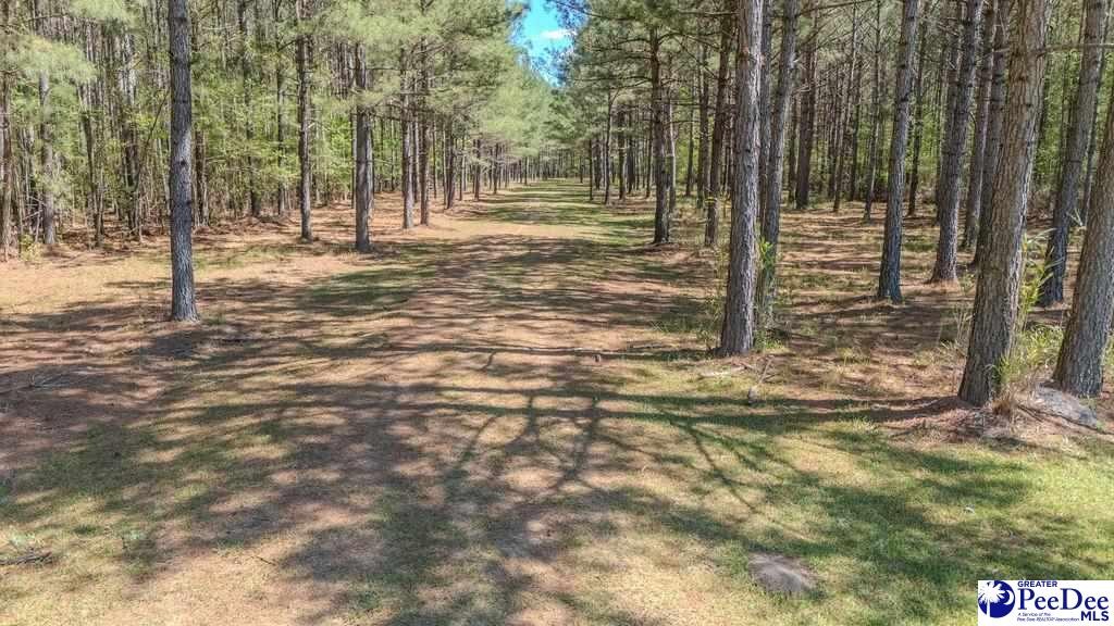 1315 Hill Harrell Road, Effingham, South Carolina, 29541-3179, United States, ,Land,For Sale,1315 Hill Harrell Road,1501598