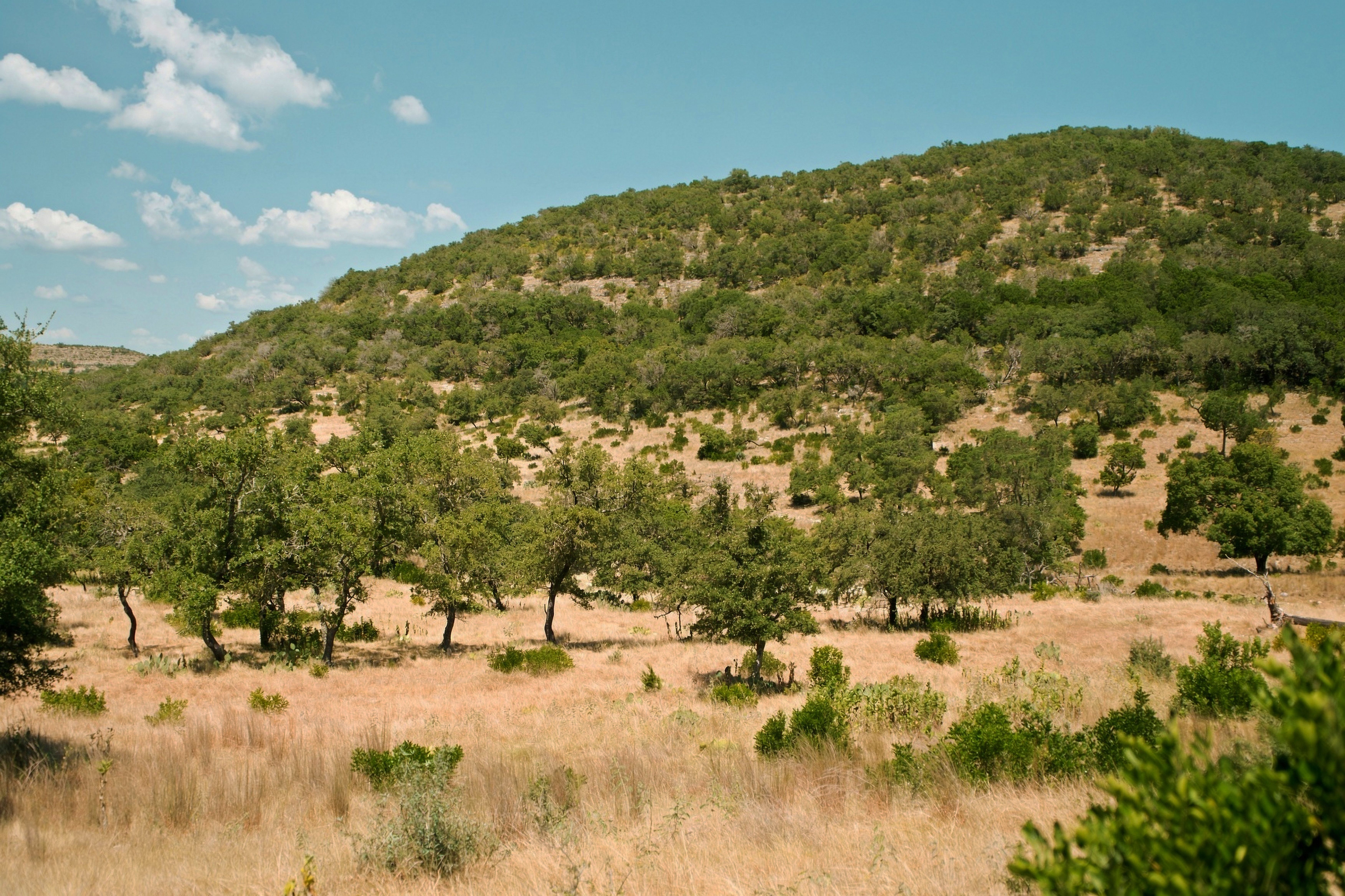  985+/- Acre 12 Springs Ranch - 物件實景