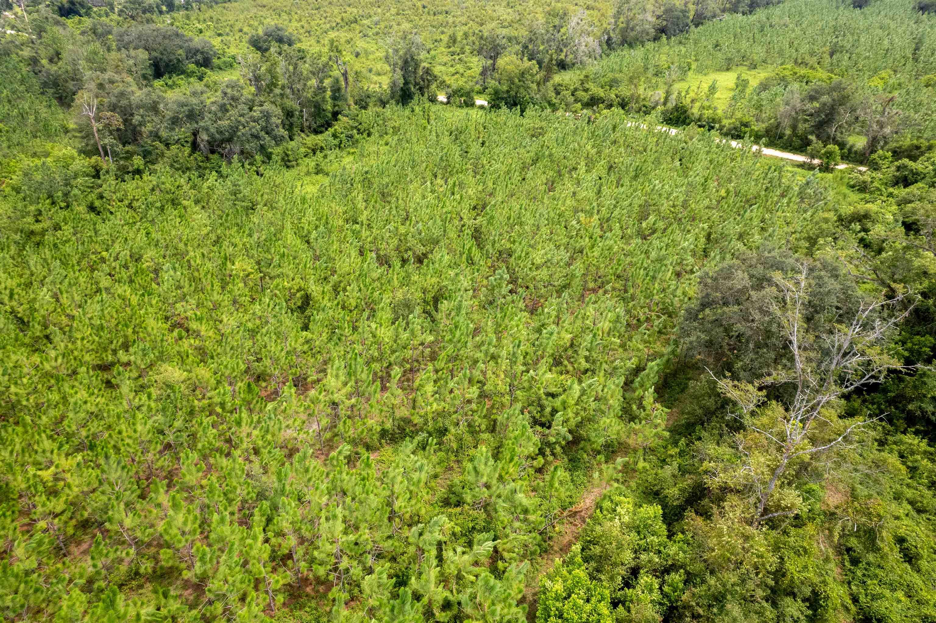 xxx Ne Geranium Street, Madison, Florida, 32340, United States, ,Land,For Sale,xxx Ne Geranium Street,1671968