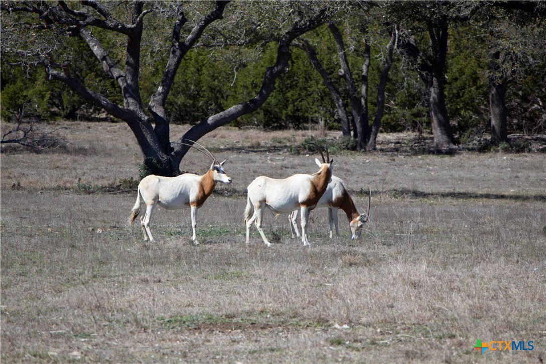 Blanco, Texas, 78606, United States, ,Land,For Sale,1877440