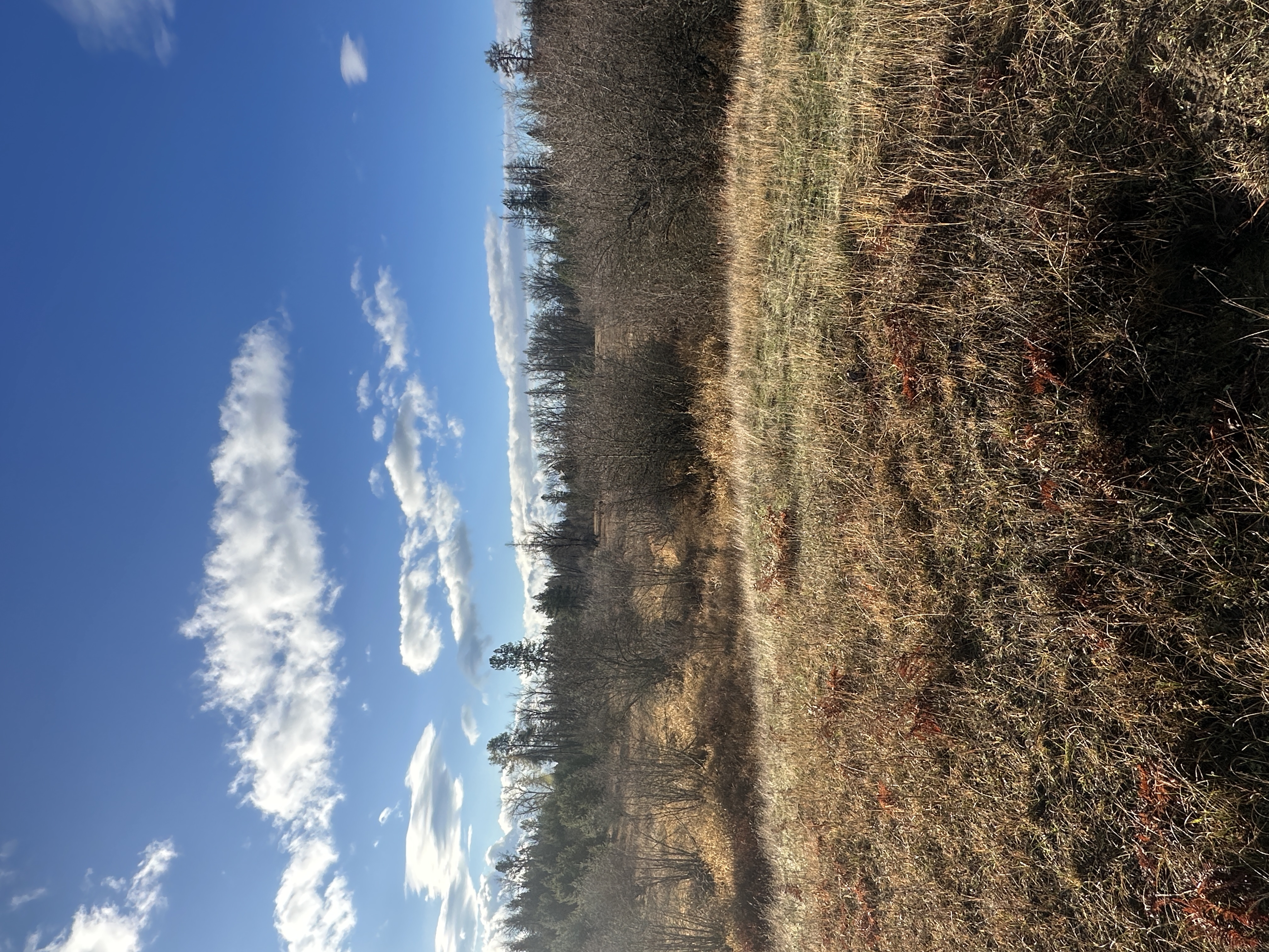 Priest River, Idaho, 83856, United States, ,Land,For Sale,2006127