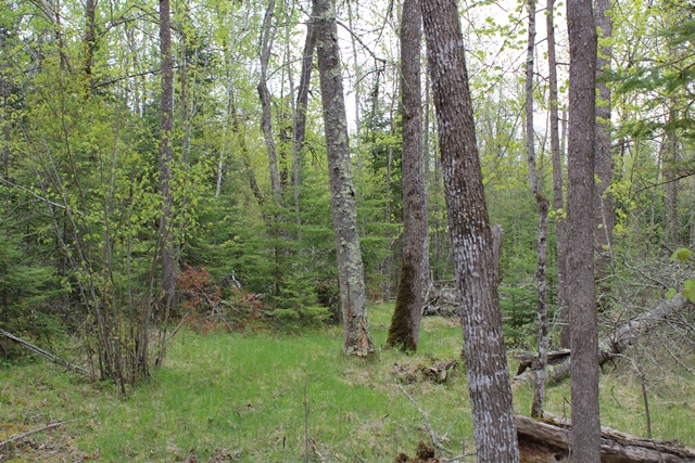 Deer River, Minnesota, 56636, United States, ,Land,For Sale,1974863