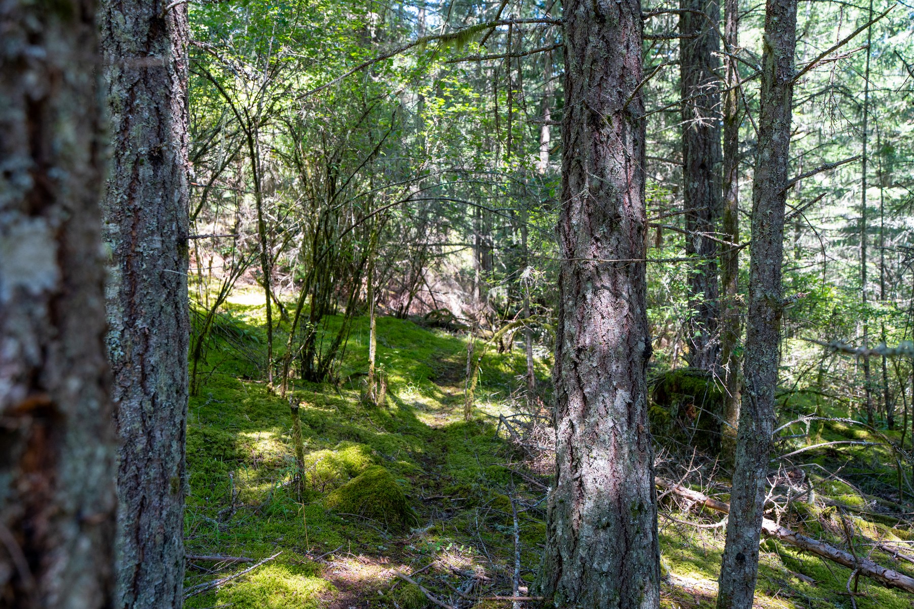  Hilltop Forest Retreat - 物件實景