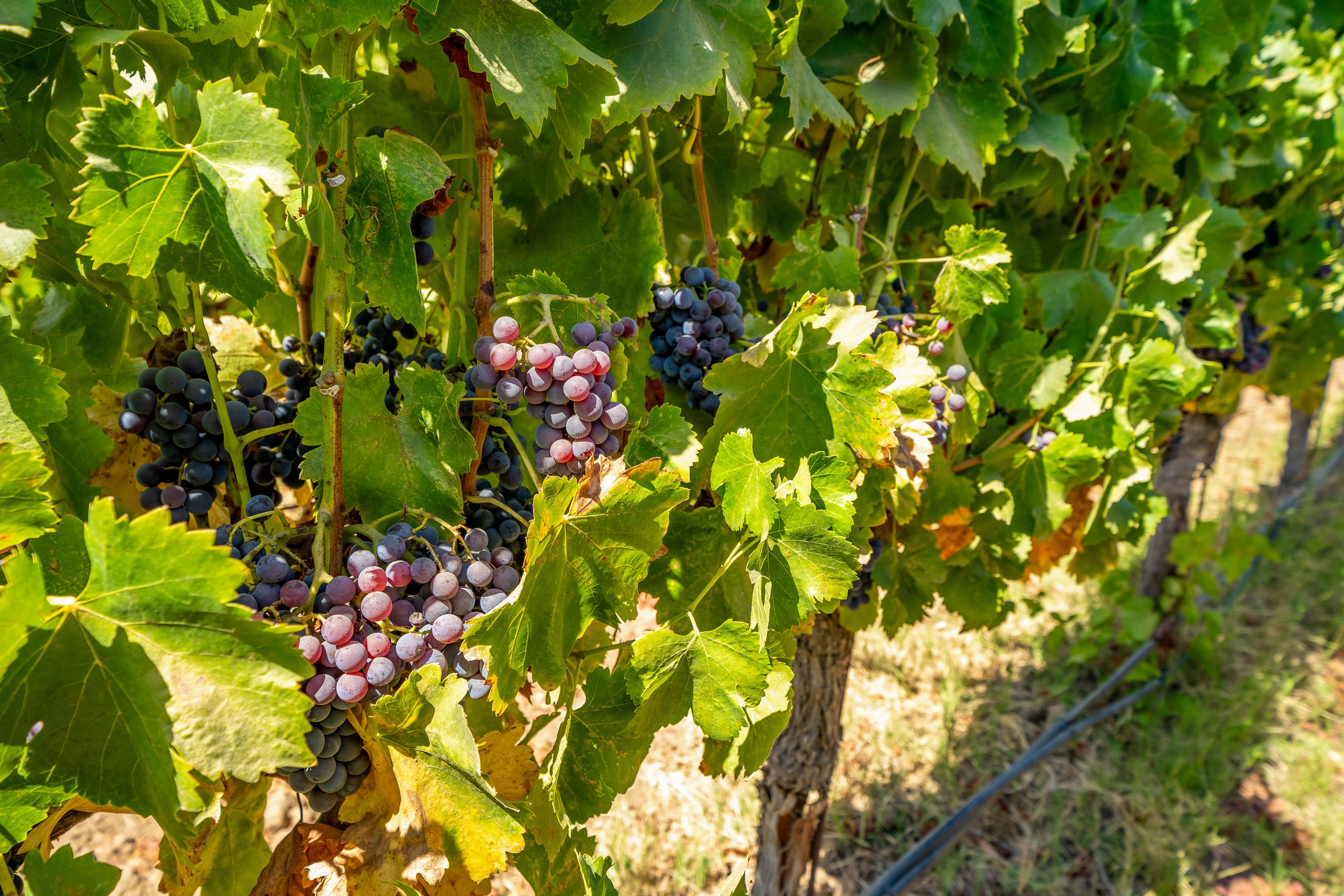  Extraordinary Vineyard Estate - 物件實景