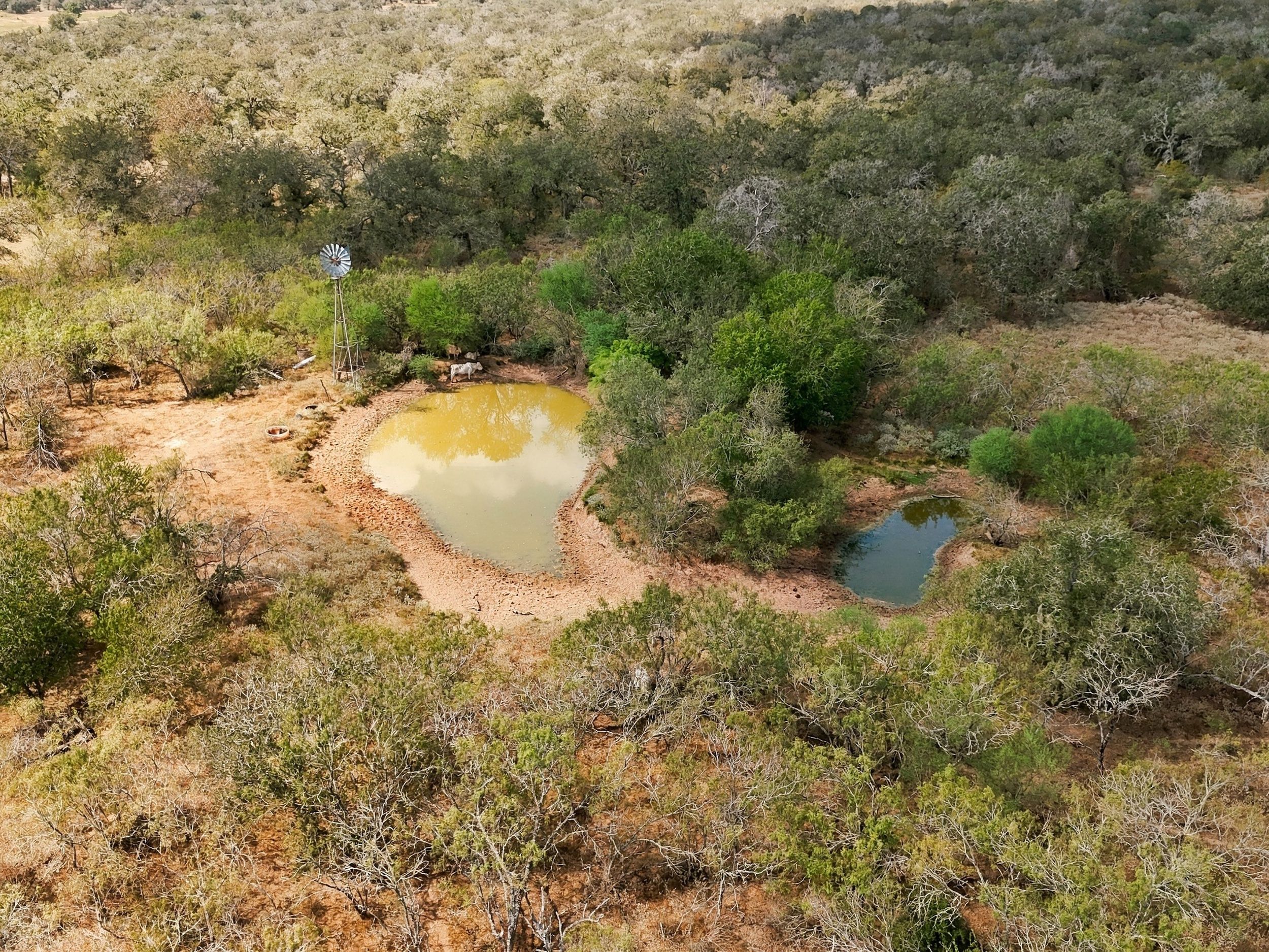  186+/- Acre Post Oak Hill Ranch - 物件實景