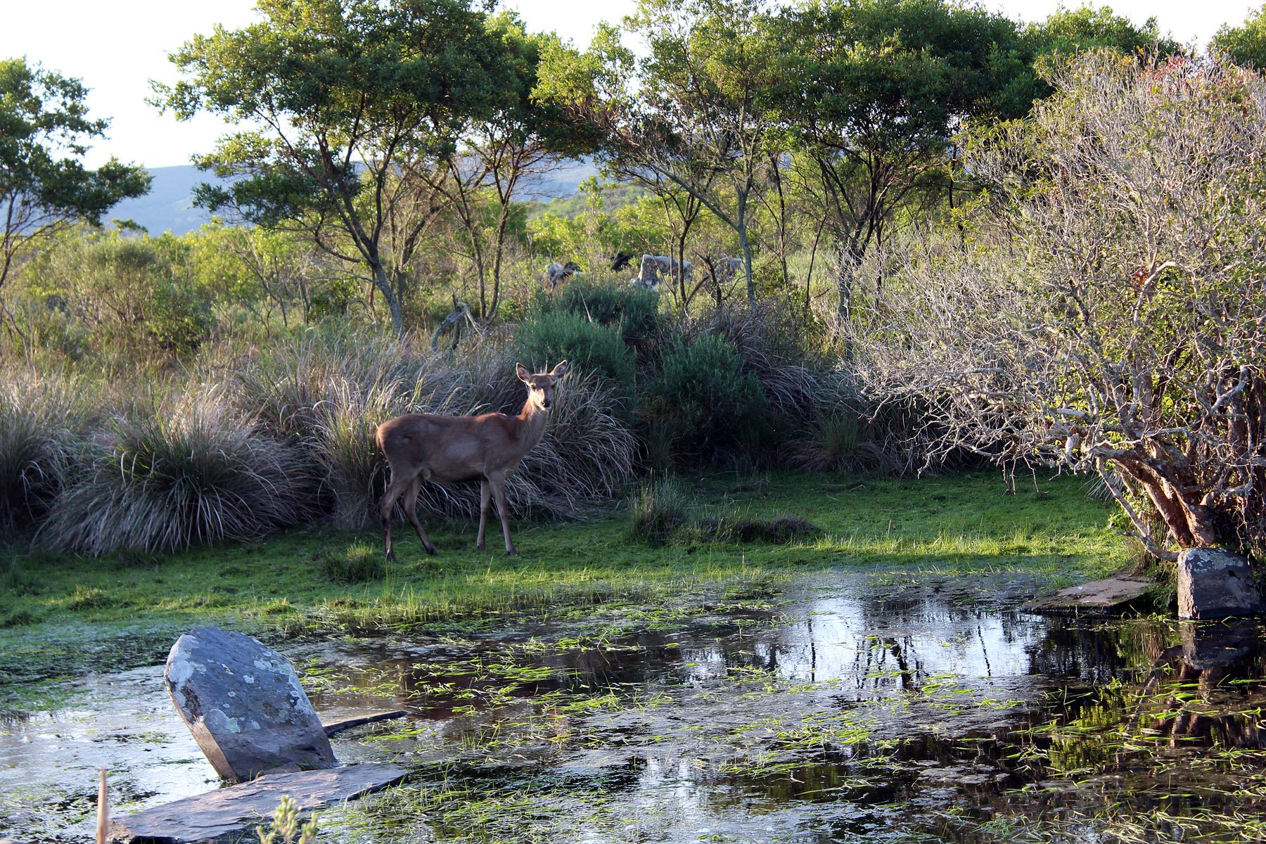  2577 acres Grand Hunting Estate - 物件實景
