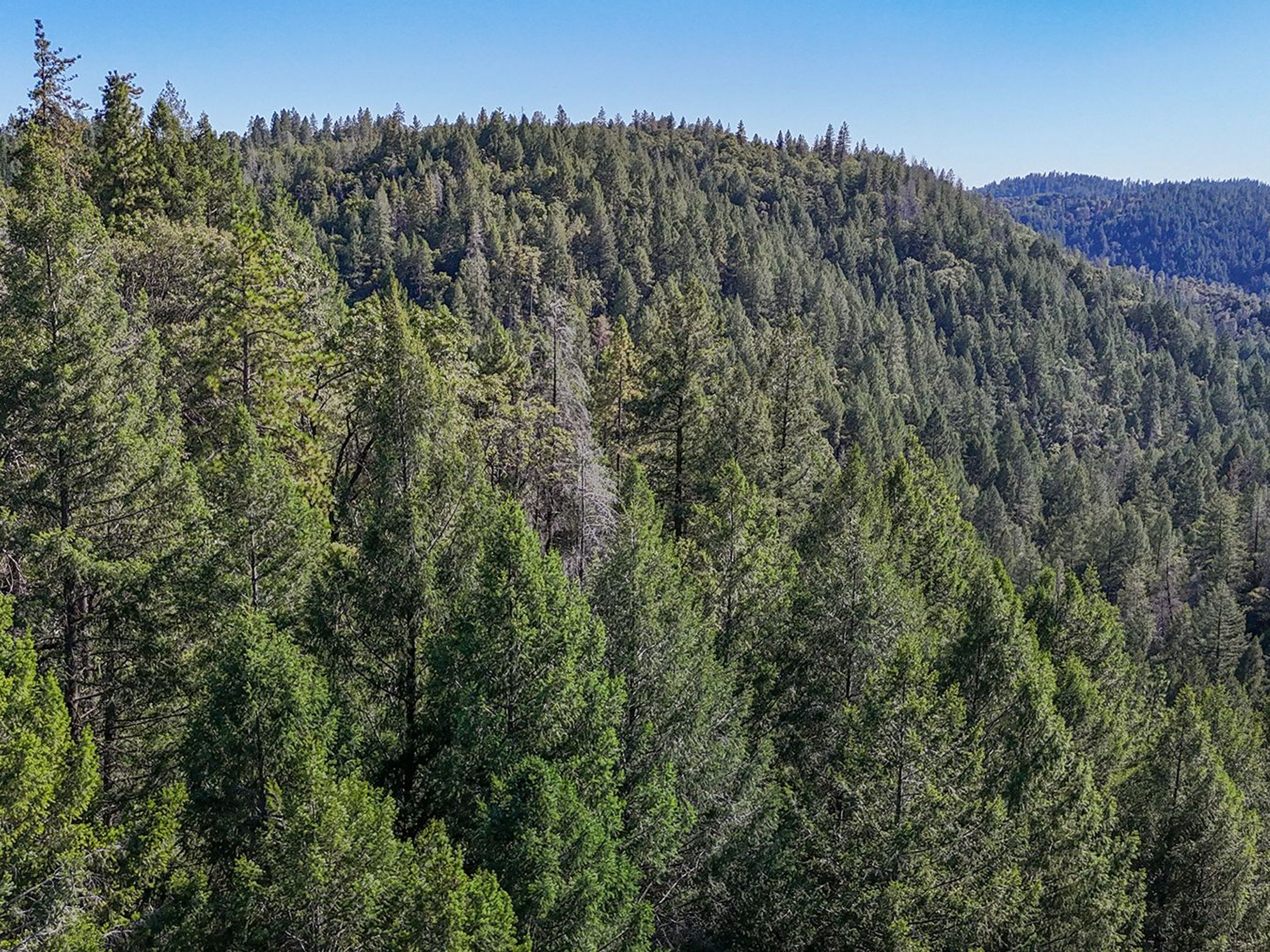  5199 Roquero Cerro Road, Greenwood, CA 95635 - 物件實景