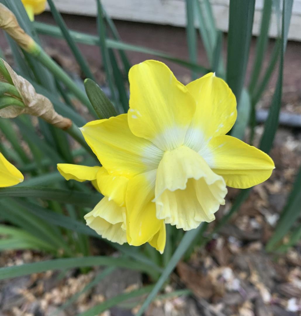 San Jose, California, 95125, United States, 4 Bedrooms Bedrooms, ,2 BathroomsBathrooms,Residential,For Sale,2003110