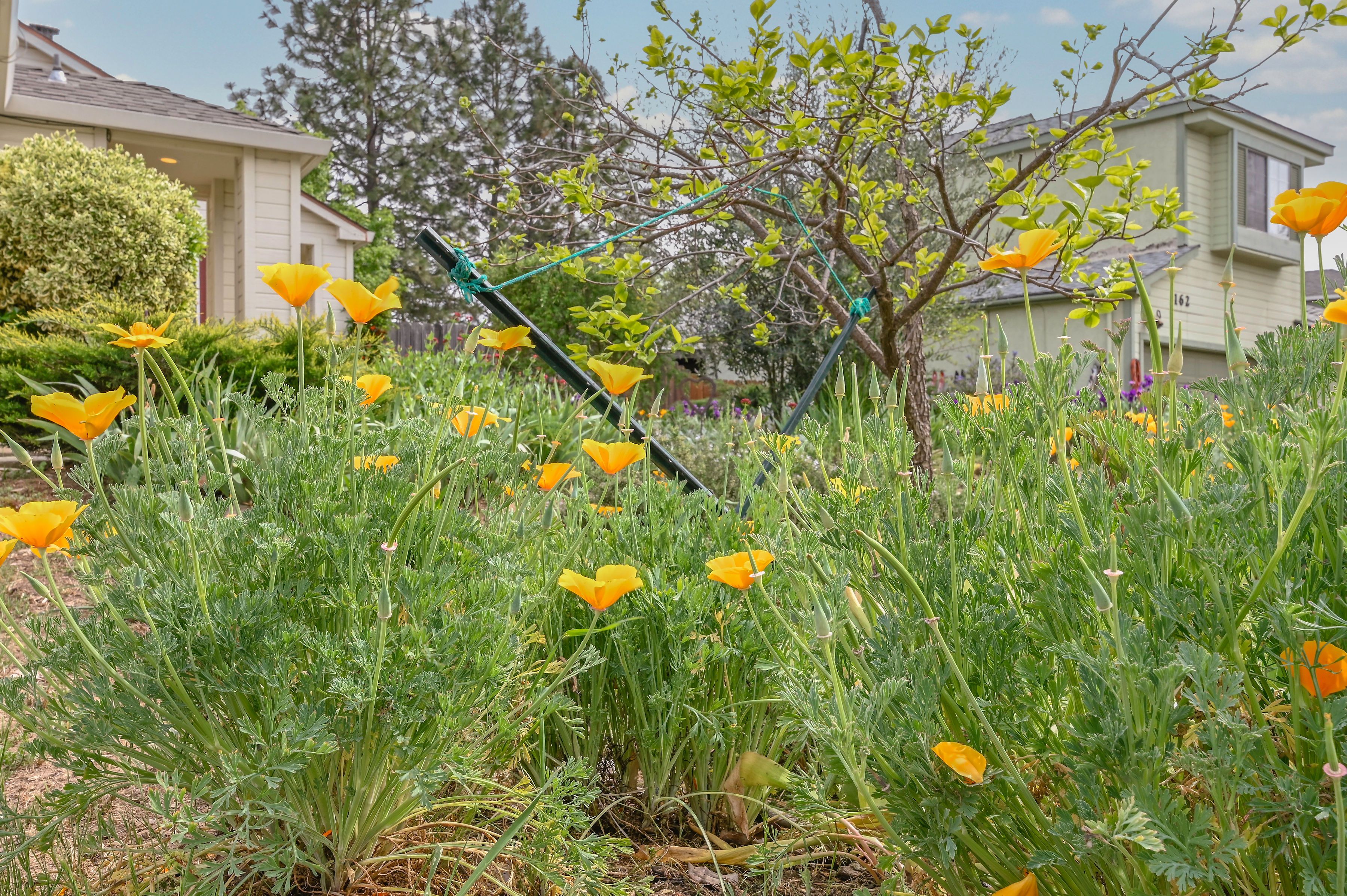  166 Placer Drive, Jackson, CA 95642 - 物件實景