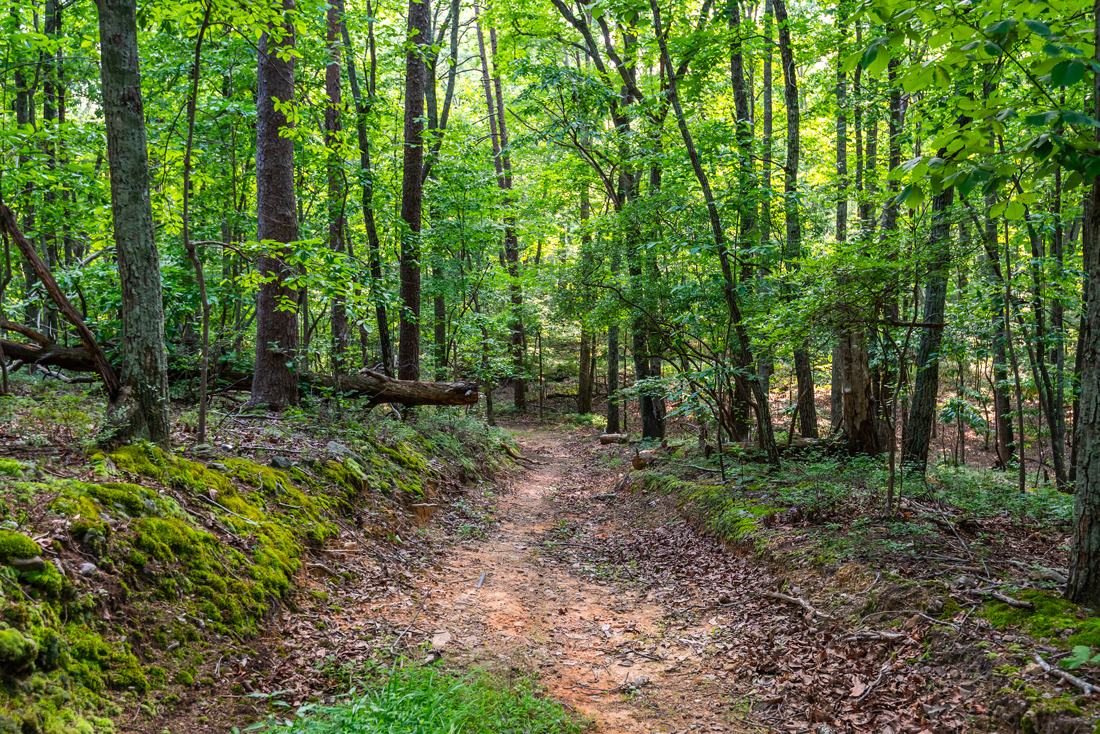  Extraordinary 11.48-Acre Estate in the Heart of East Cobb - 物件實景