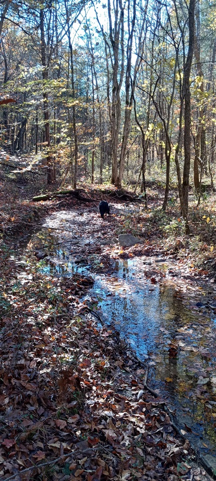 Willow Shade, Kentucky, 42166, United States, 3 Bedrooms Bedrooms, ,2 BathroomsBathrooms,Residential,For Sale,1991903