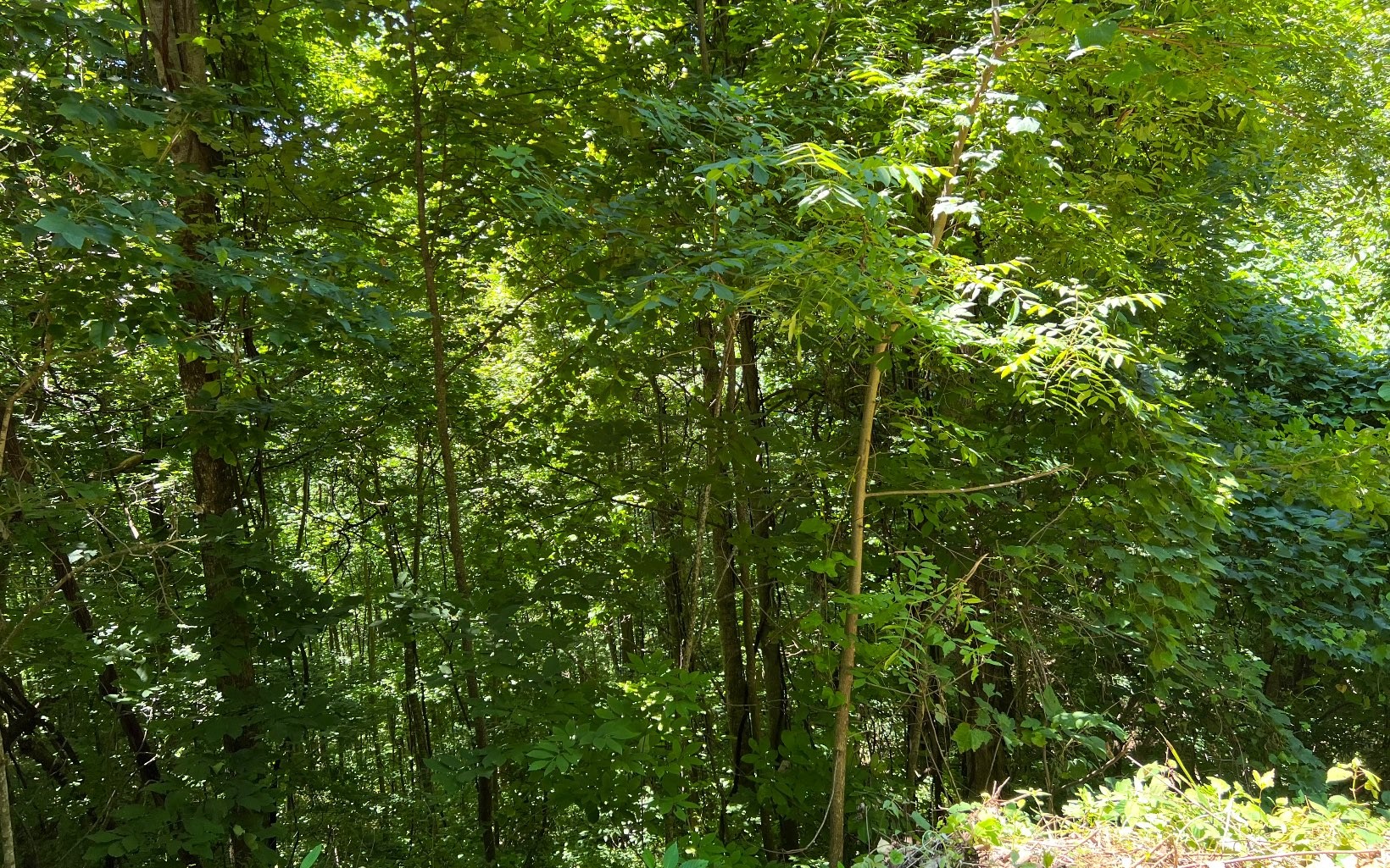 101ac Lori'S Mountain, Hayesville, North Carolina, 28904, United States, ,Residential,For Sale,101ac Lori'S Mountain,1304629