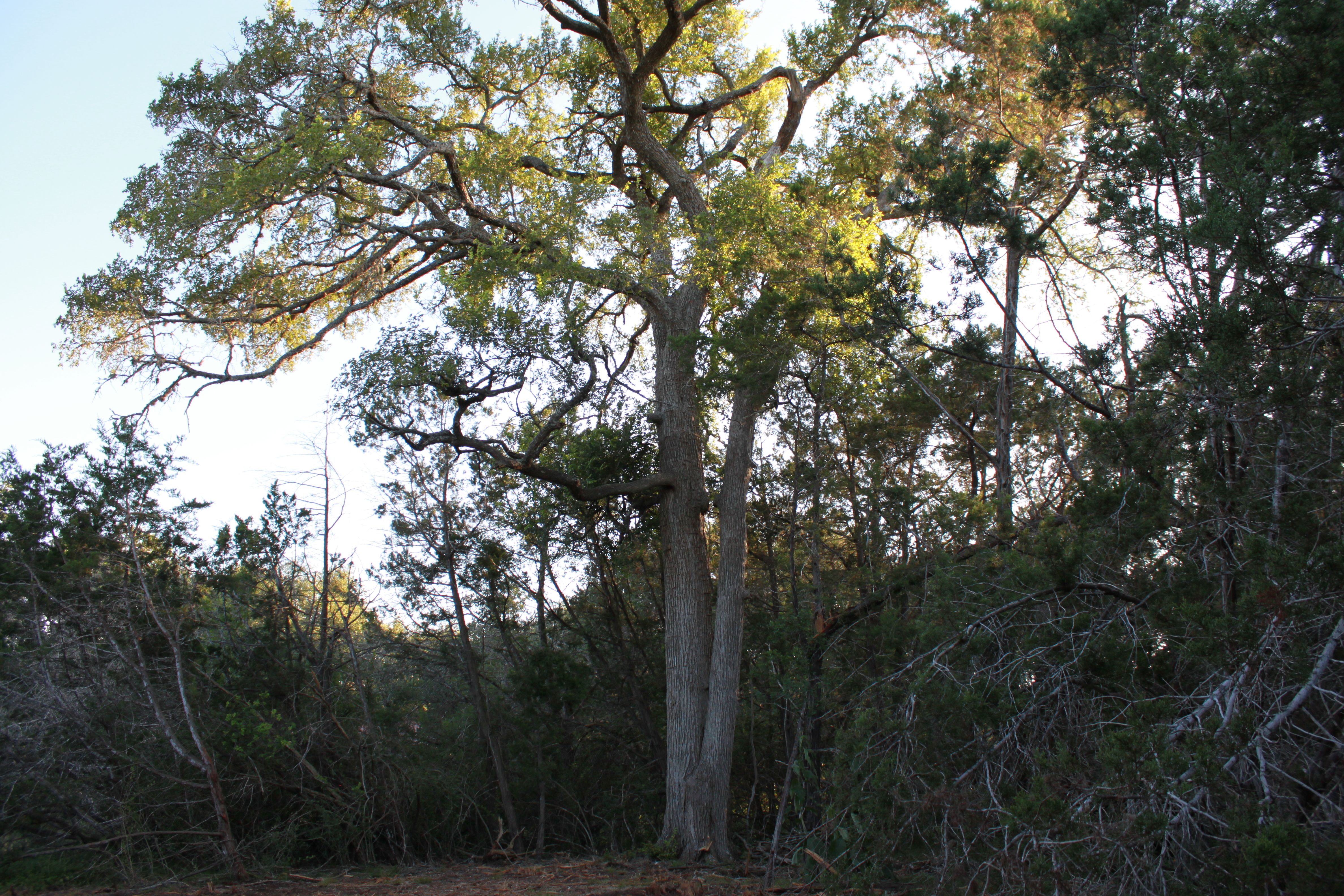  3 Acres of Hill Country Ready to Build on - 物件實景