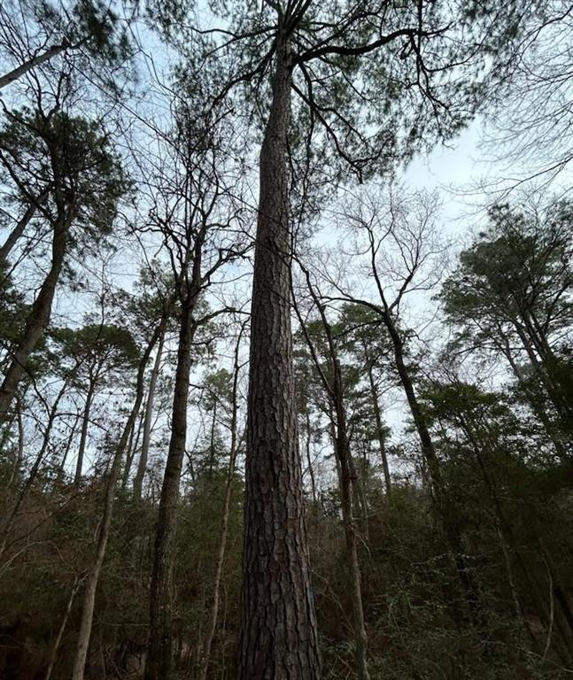 Huntington, Texas, 75949, United States, ,Land,For Sale,1785259