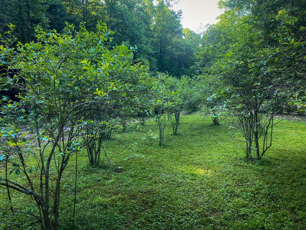 2151 Old Northcutt Road, Ellijay, Georgia, 30536, United States, 4 Bedrooms Bedrooms, ,2 BathroomsBathrooms,Residential,For Sale,2151 Old Northcutt Road,1538841