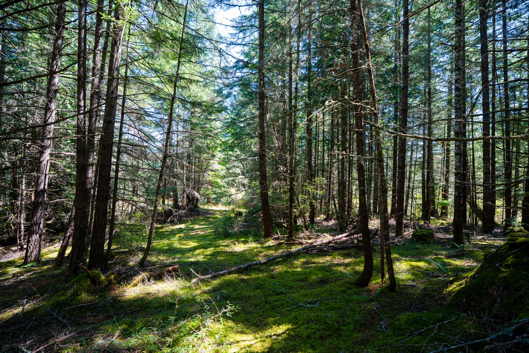  Hilltop Forest Retreat - 物件實景
