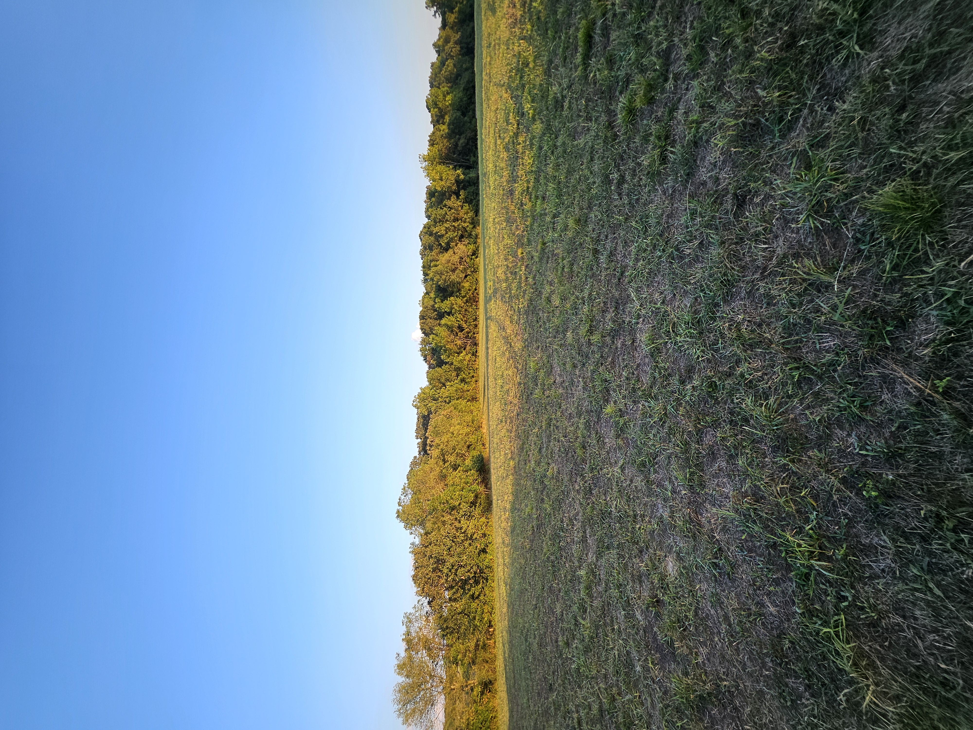 Pierce City, Missouri, 65723, United States, 5 Bedrooms Bedrooms, ,3 BathroomsBathrooms,Residential,For Sale,1975319