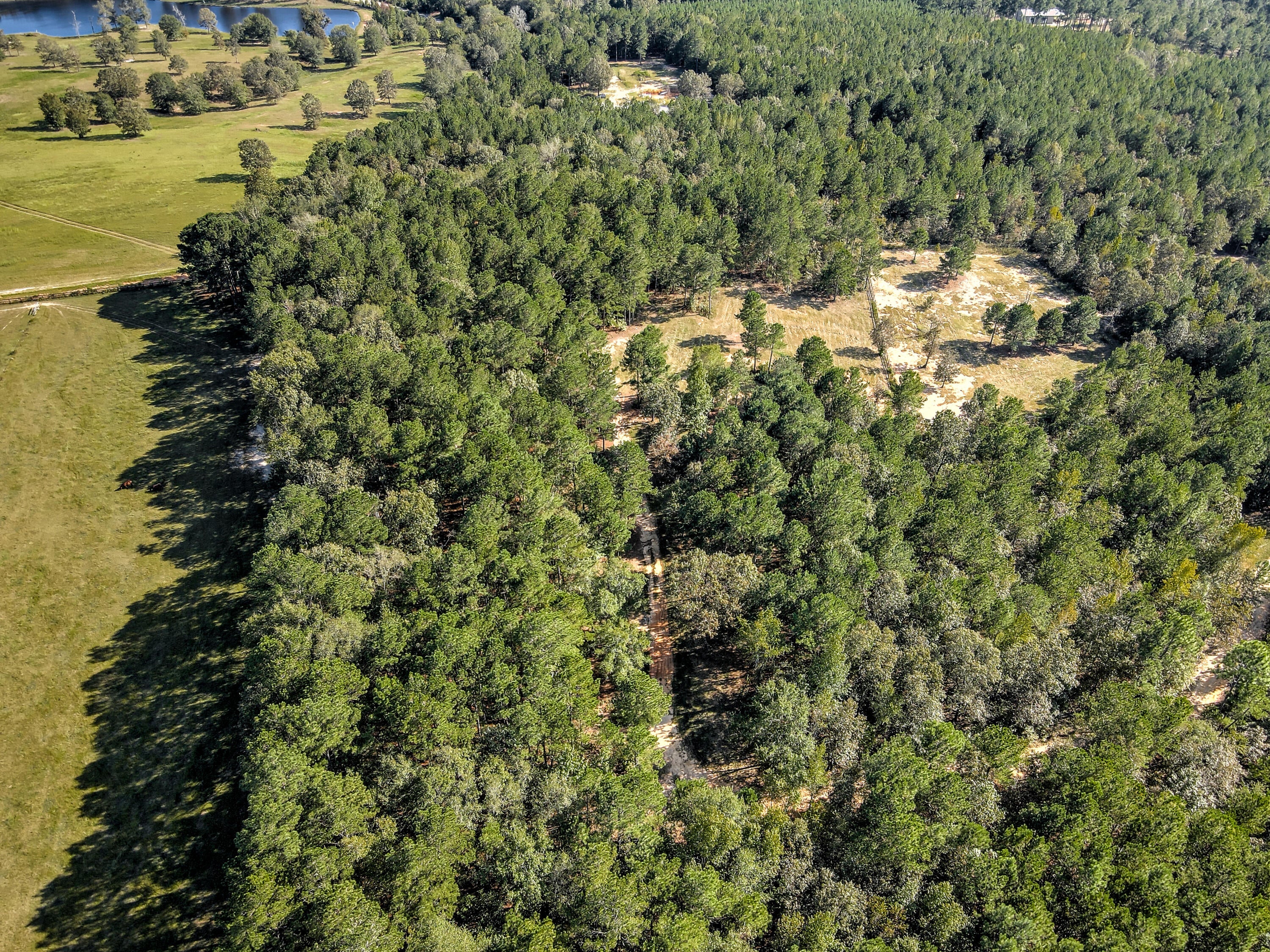 Wagener, South Carolina, 29164, United States, ,Land,For Sale,1969040