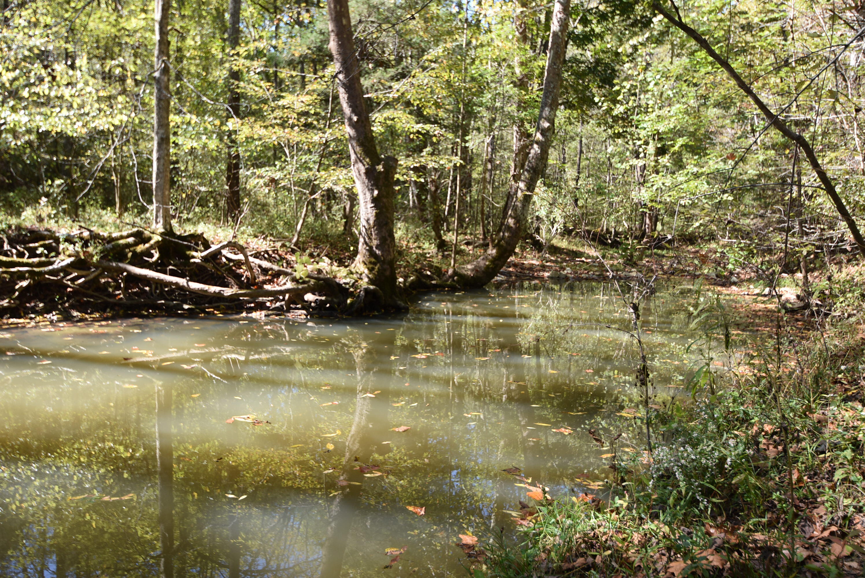 Willisburg, Kentucky, 40078, United States, 4 Bedrooms Bedrooms, ,1 BathroomBathrooms,Residential,For Sale,1962831