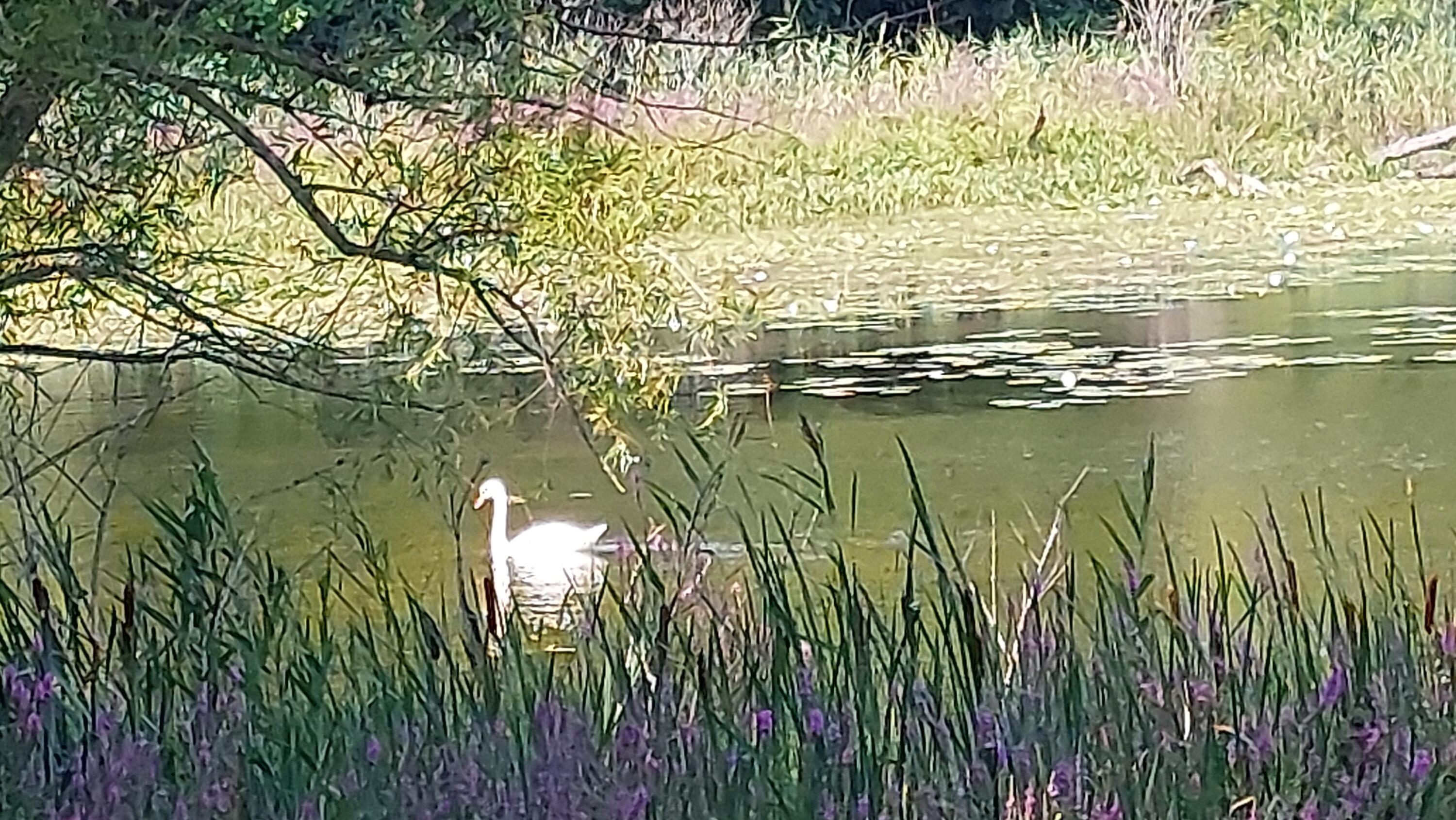 Dowagiac, Michigan, 49047, United States, 3 Bedrooms Bedrooms, ,2 BathroomsBathrooms,Residential,For Sale,1909140