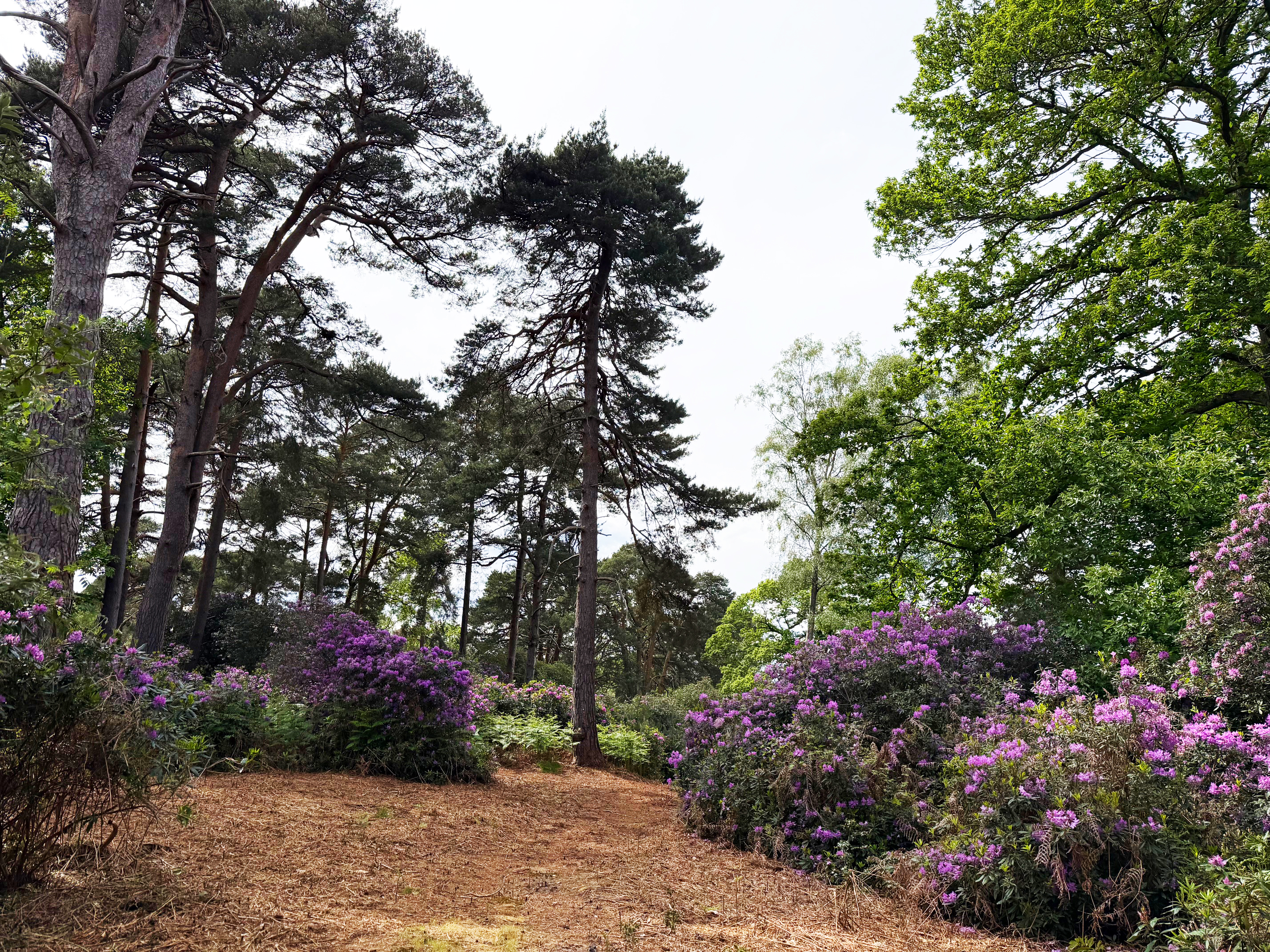  A 6.81-acre development opportunity in the heart of St George’s Hill - 物件實景