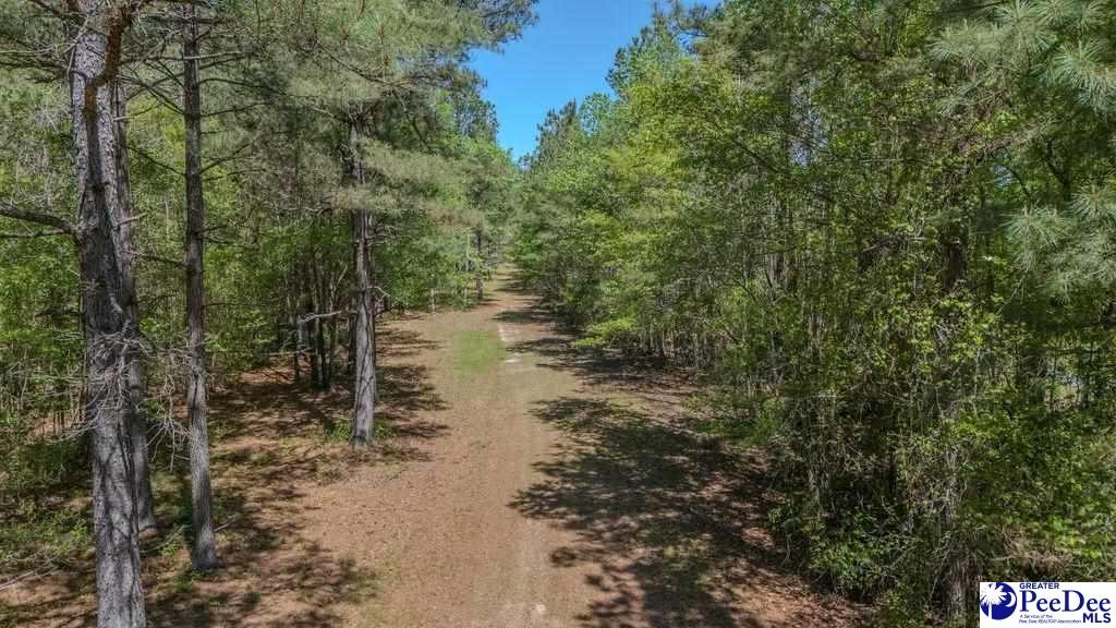 1315 Hill Harrell Road, Effingham, South Carolina, 29541-3179, United States, ,Land,For Sale,1315 Hill Harrell Road,1501598