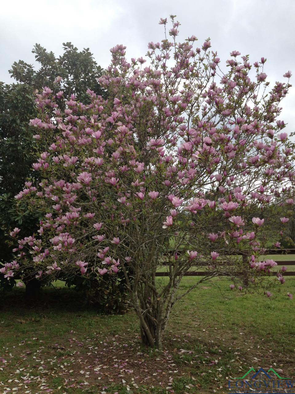 195 CR 1772, Jefferson, Texas, 75657, United States, 3 Bedrooms Bedrooms, ,2 BathroomsBathrooms,Residential,For Sale,195 CR 1772,1542669