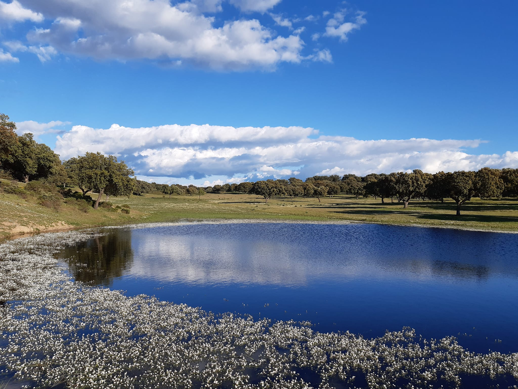  Dehesa los Cuartos estate in Extremadura with 217 hectares - 物件實景