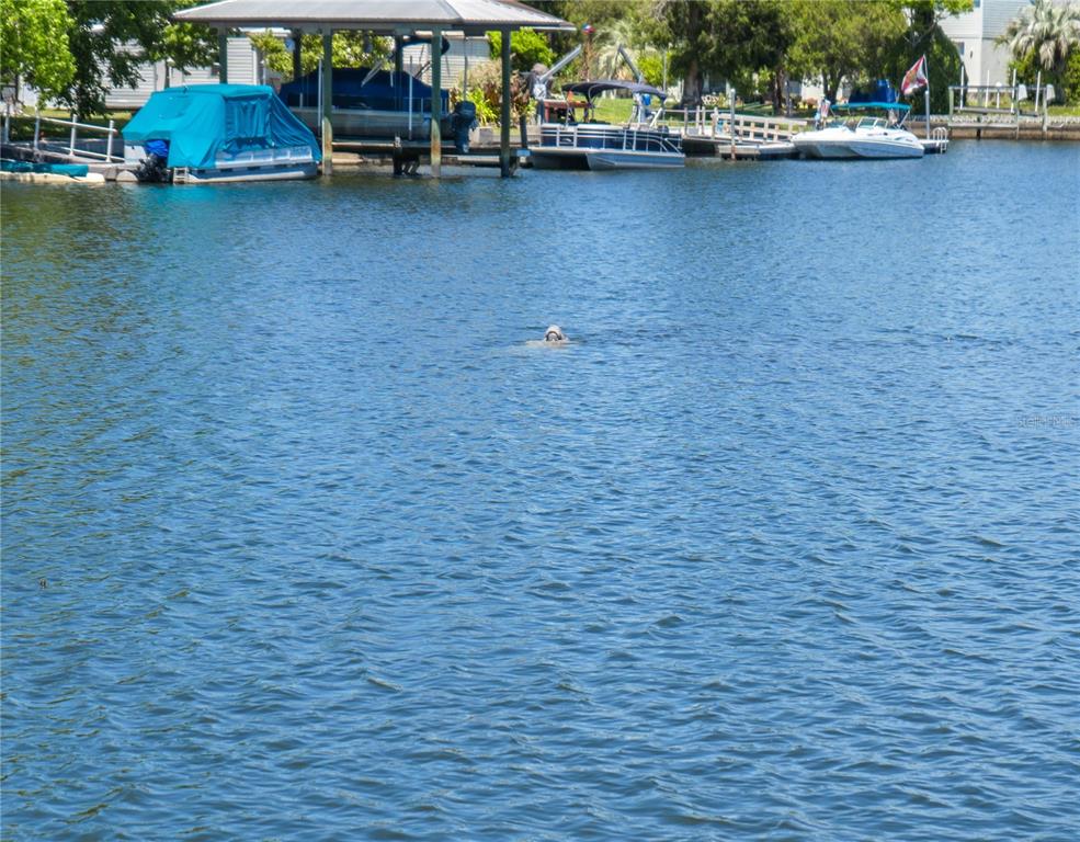 Crystal River, Florida, 34428, United States, 3 Bedrooms Bedrooms, ,2 BathroomsBathrooms,Residential,For Sale,1840194