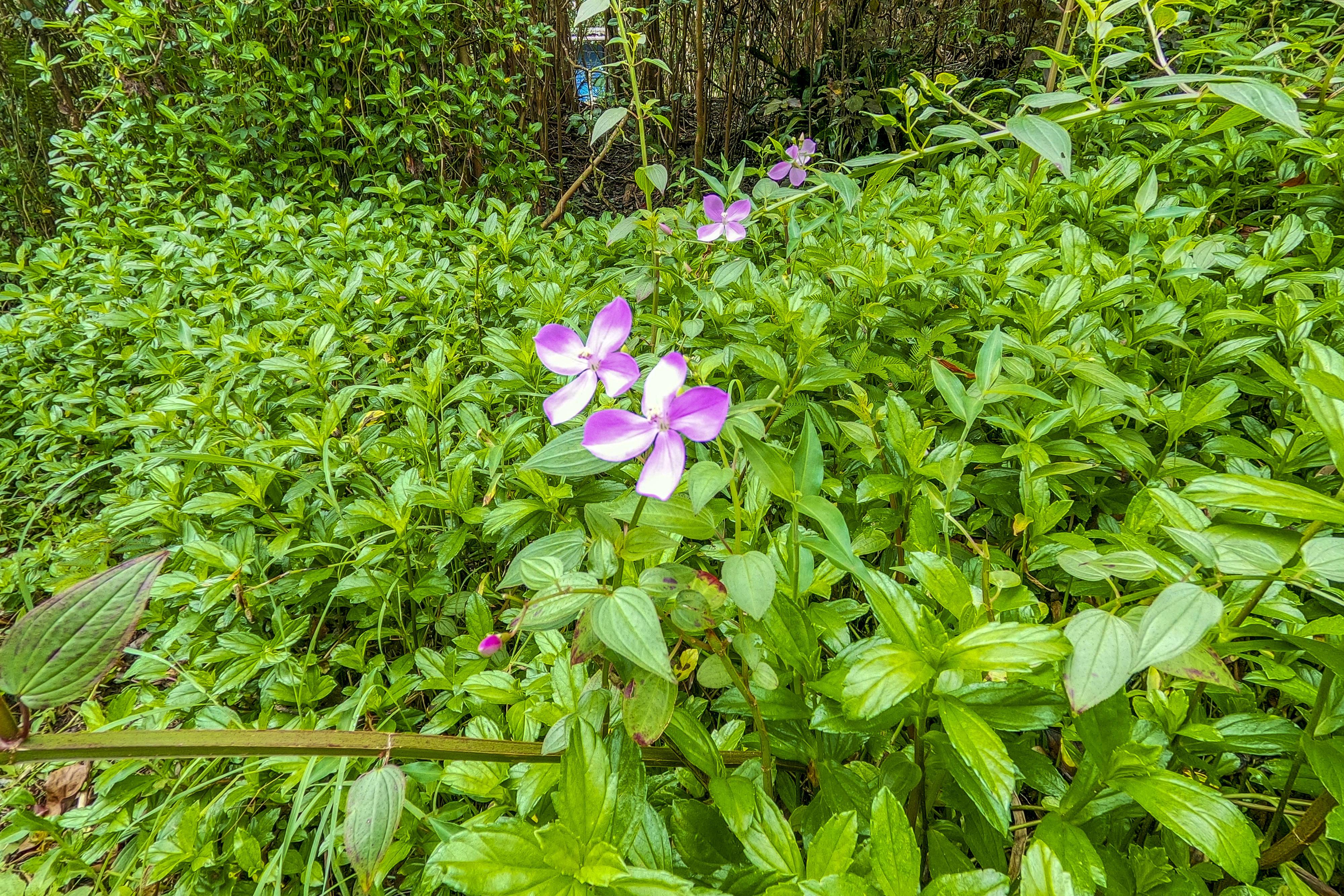  12-4330 Ocean View Pkwy, Pahoa, HI, 96778 - 物件實景