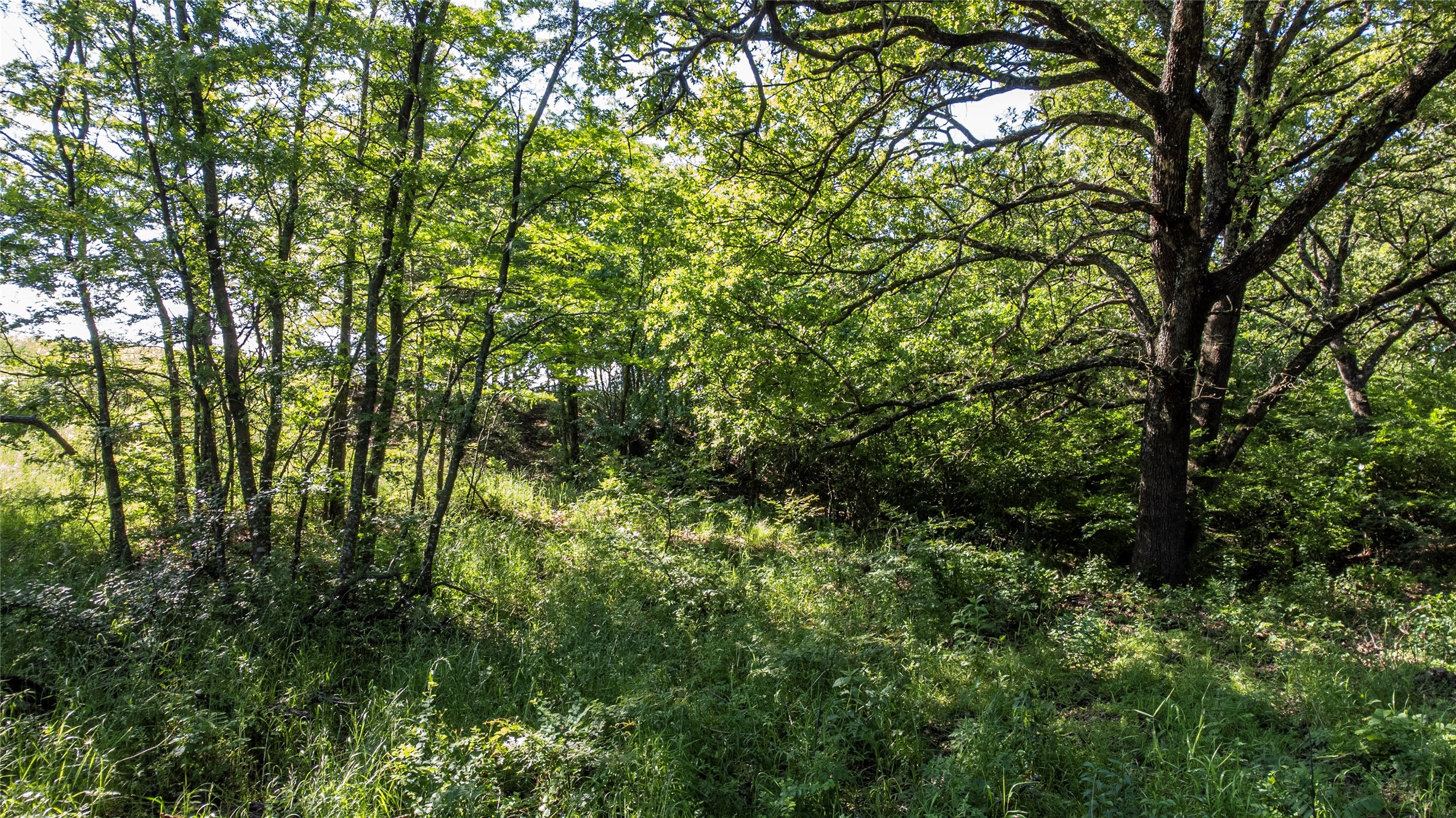 Sadler, Texas, 76264, United States, ,Land,For Sale,1837426