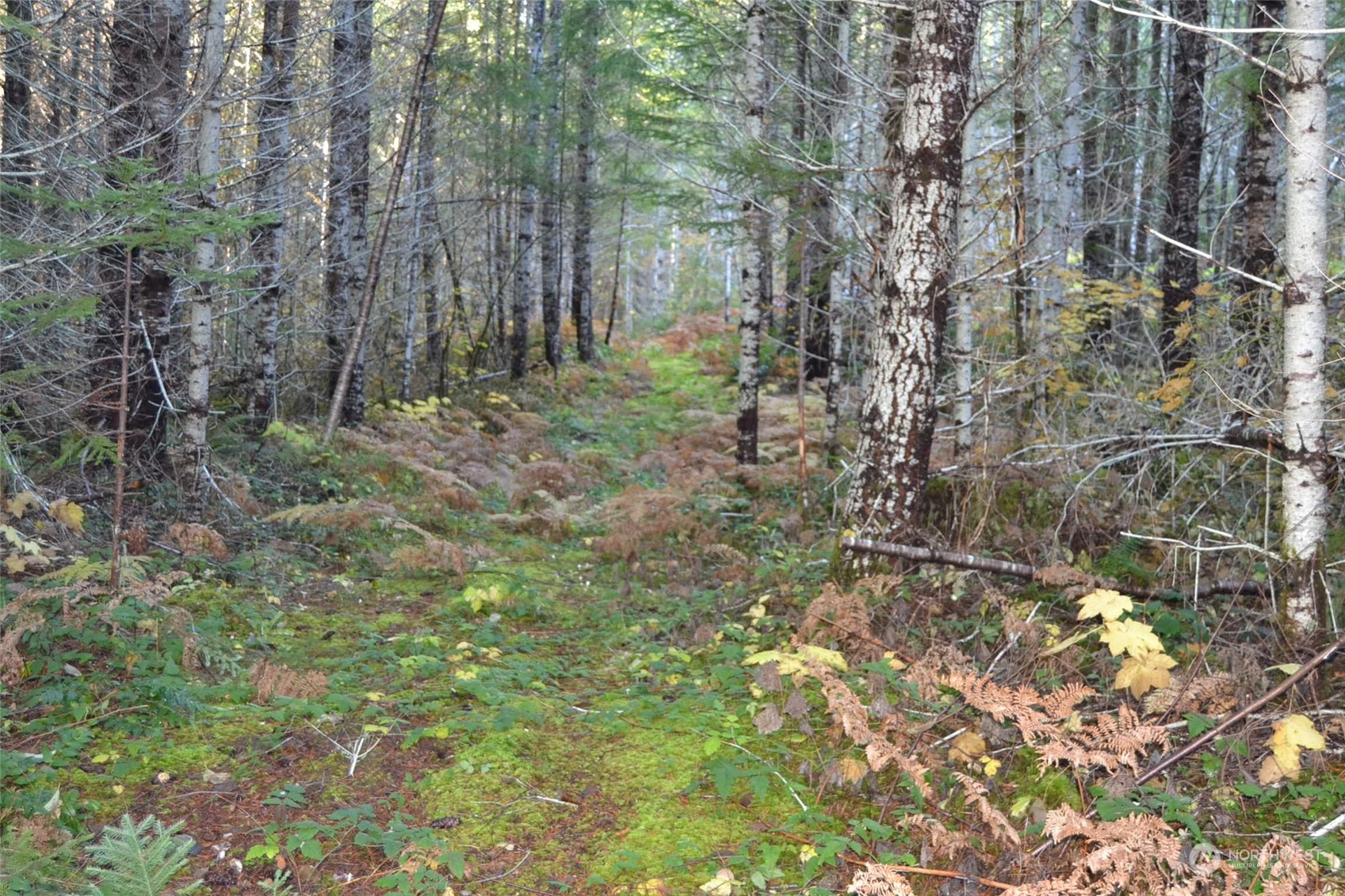 Packwood, Washington, 98937, United States, ,Residential,For Sale,1944866