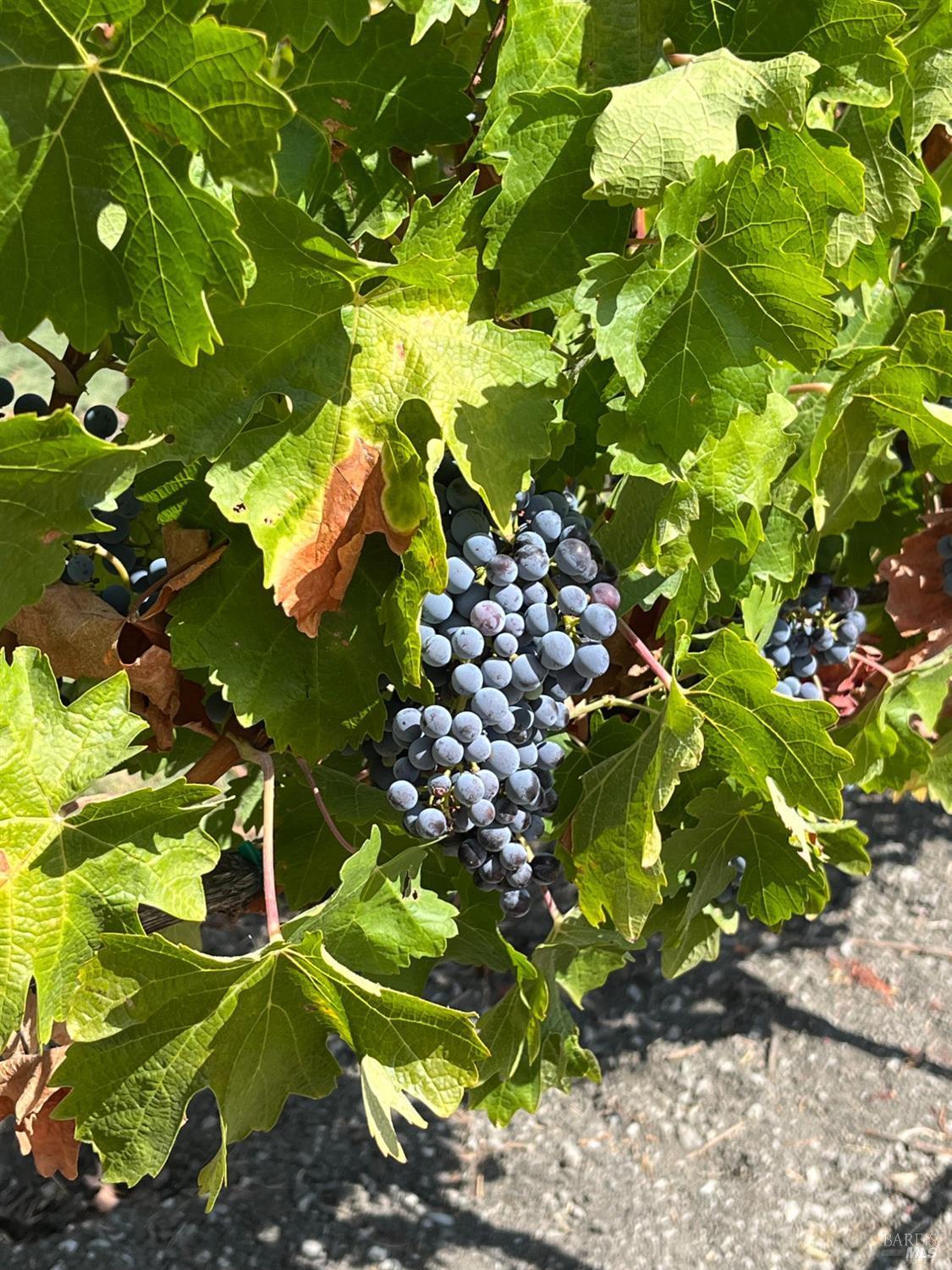 Napa, California, 94558, United States, 3 Bedrooms Bedrooms, ,3 BathroomsBathrooms,Residential,For Sale,1991897