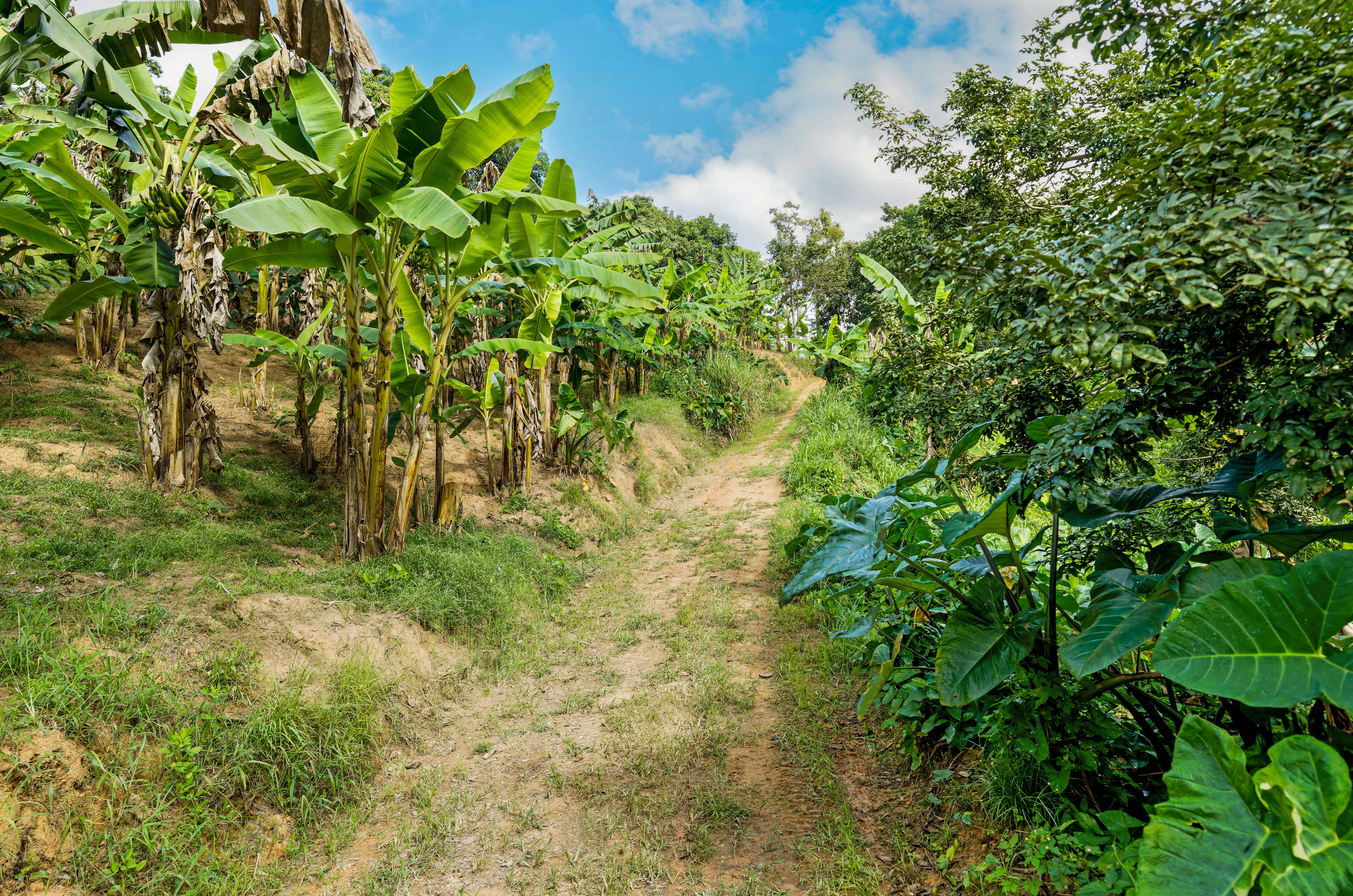  Exceptional Mountainside Acreage - 物件實景