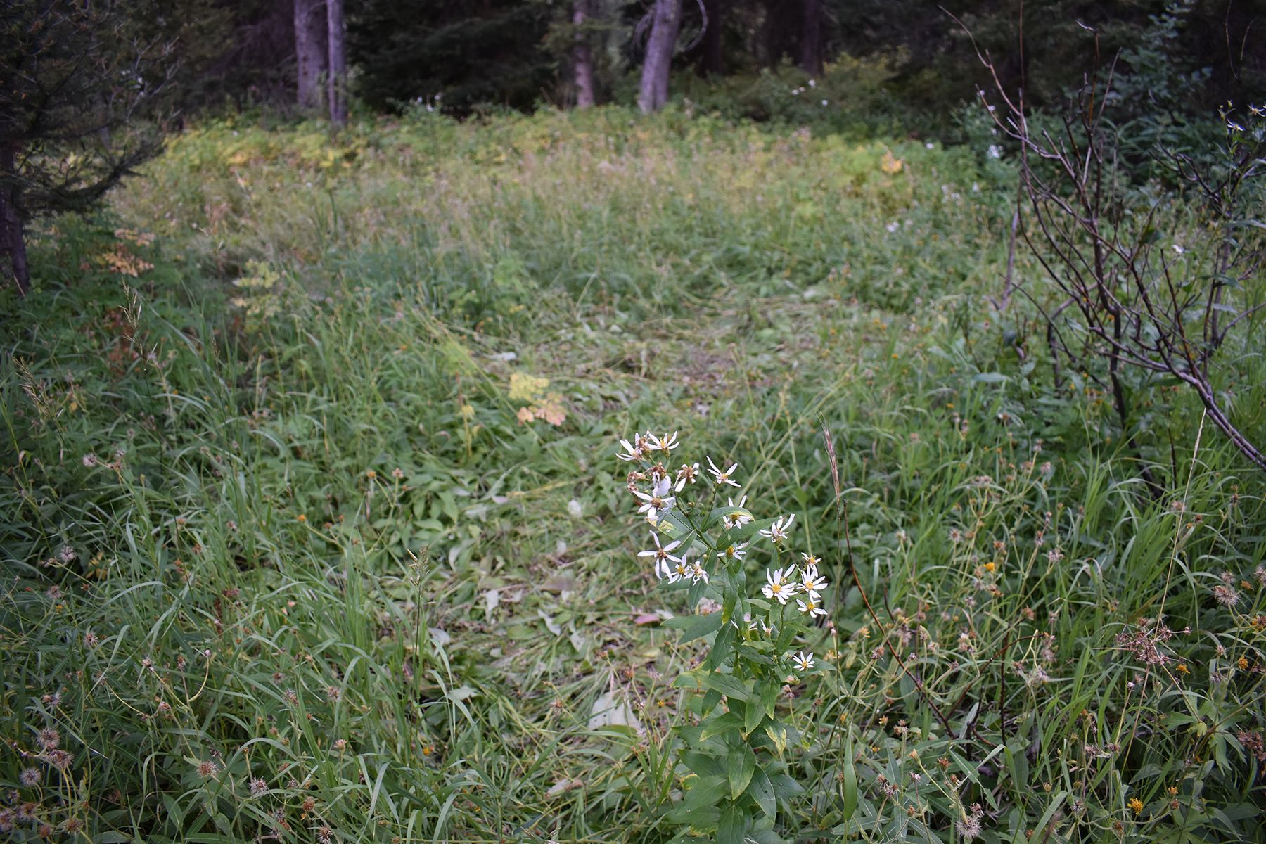  Wilson Acreage Bordering Bridger-Teton National Forest - 物件實景
