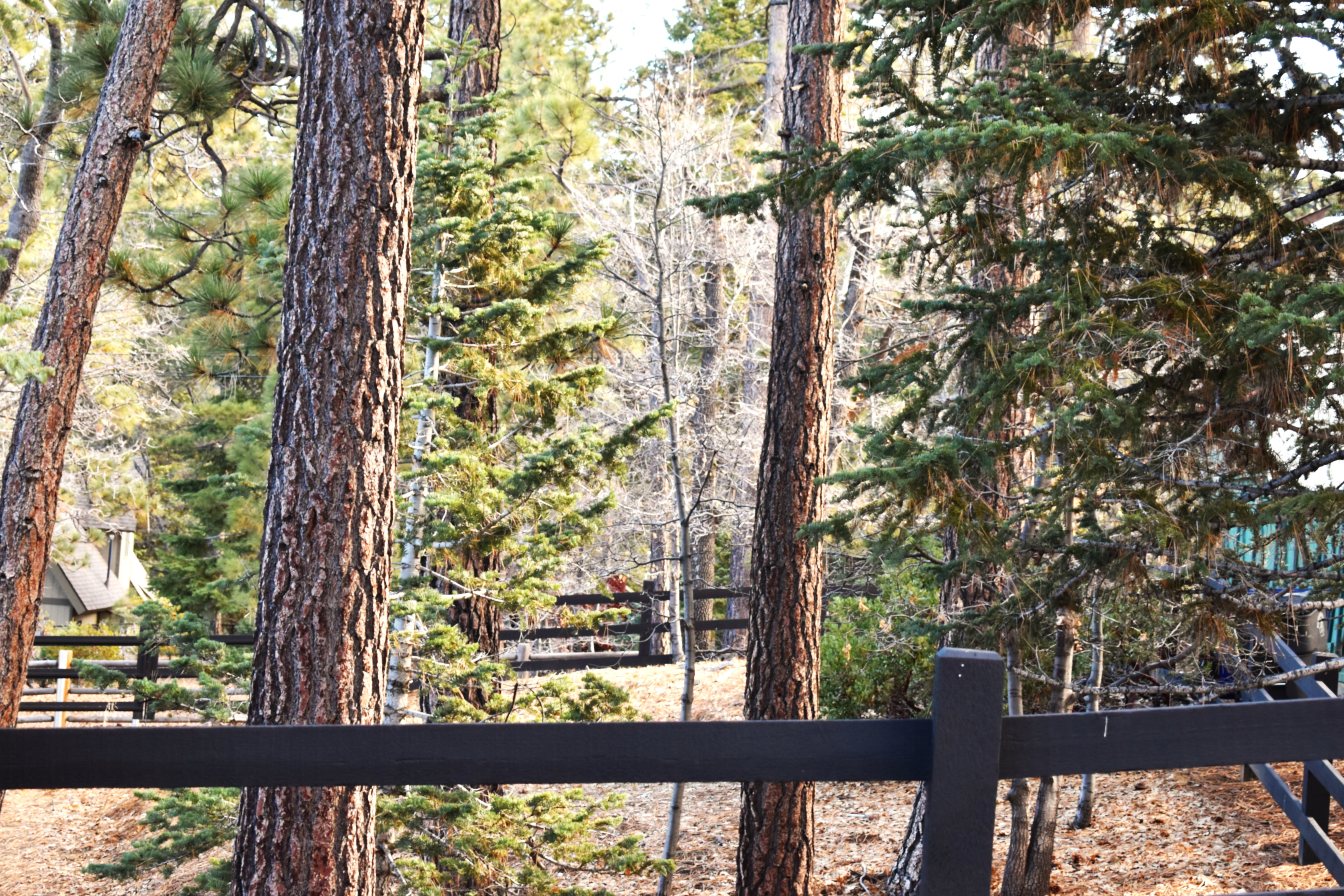  812 Ford Lane, Big Bear Lake, CA 92315 - 物件實景