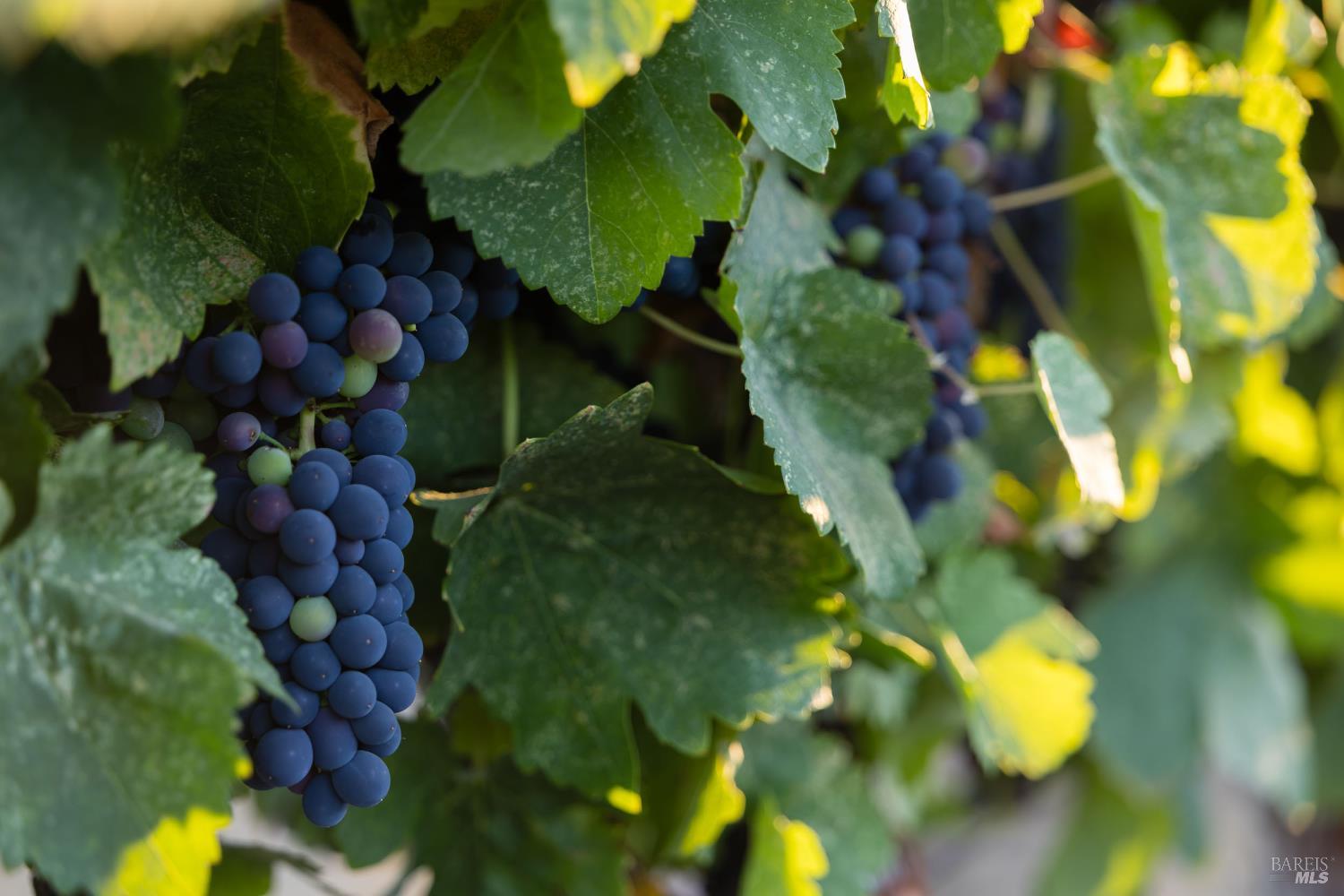 Santa Rosa, California, 95401, United States, 4 Bedrooms Bedrooms, ,4 BathroomsBathrooms,Residential,For Sale,1993093