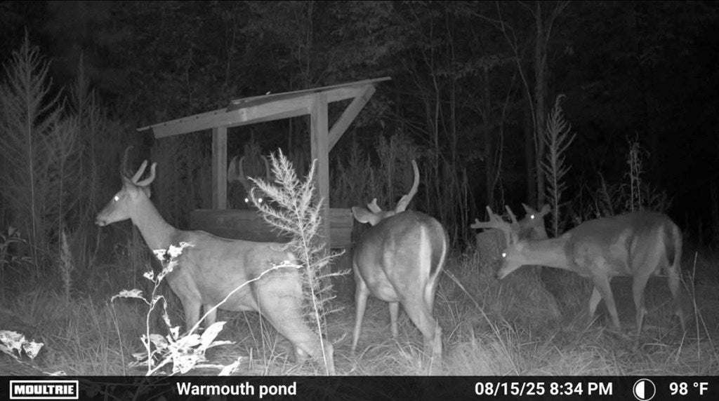 Abbeville, Georgia, 31001, United States, ,Land,For Sale,1975130