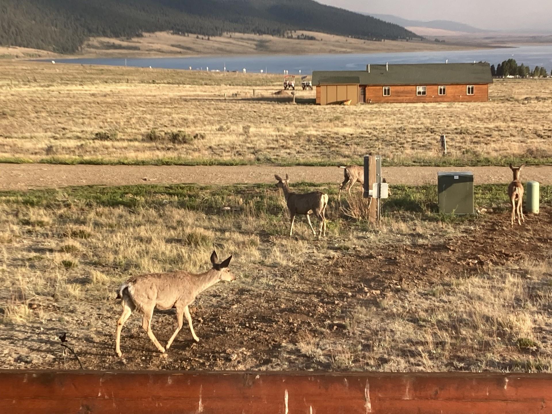 Eagle Nest, New Mexico, 87718, United States, 2 Bedrooms Bedrooms, ,2 BathroomsBathrooms,Residential,For Sale,1819476